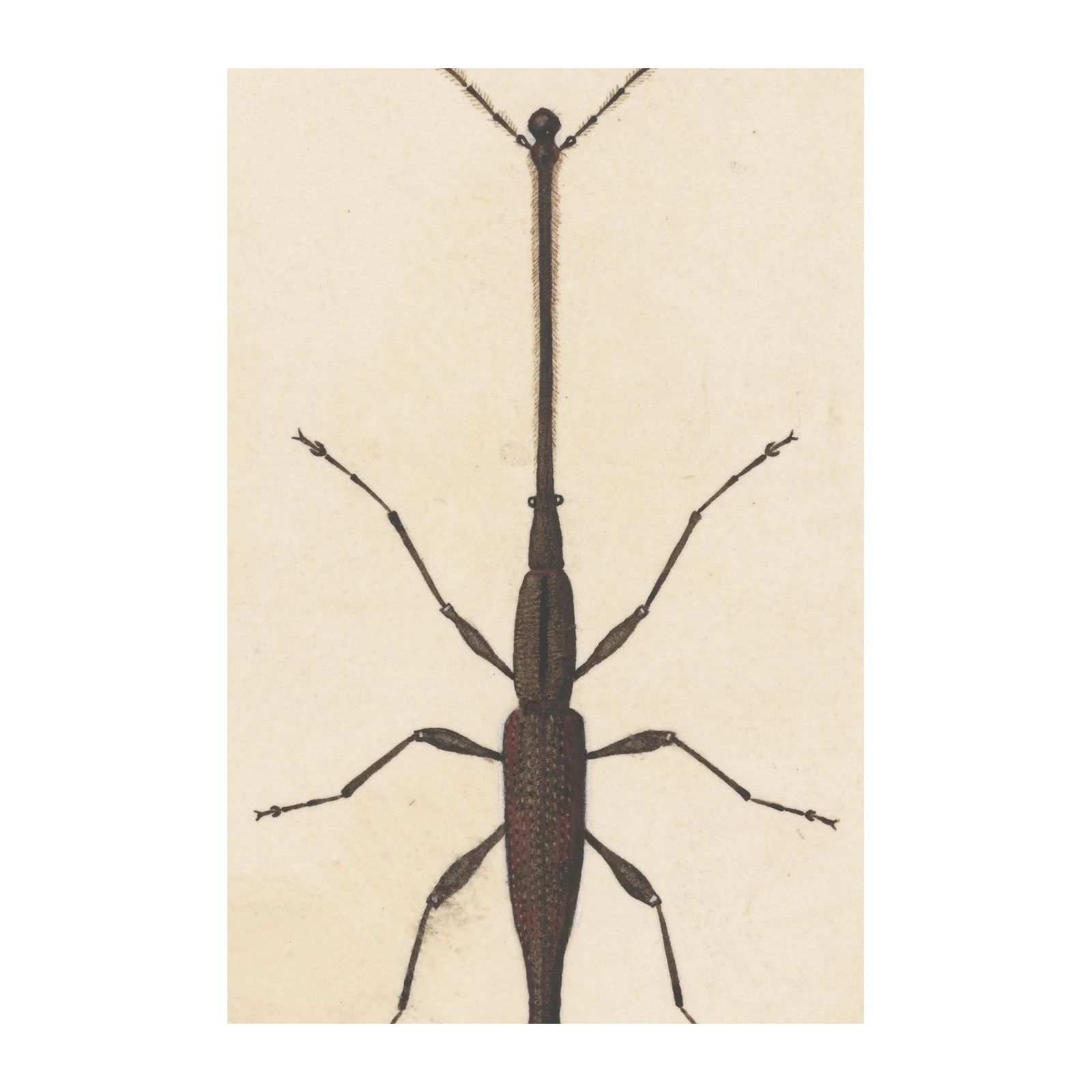 Vintage Insect Art: Curious Weevil Wall Art
