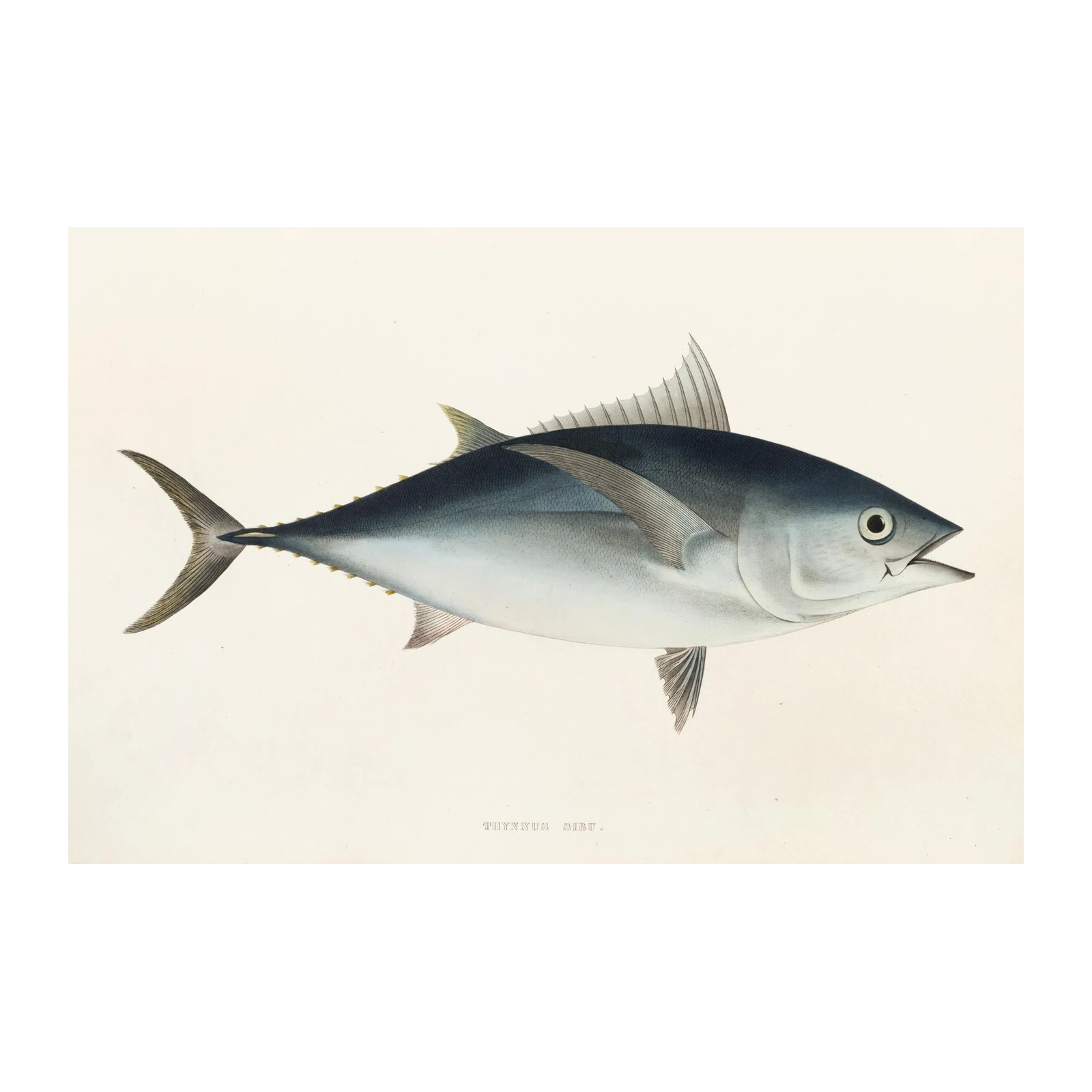 Vintage Tuna Fish Illustration Wall Art