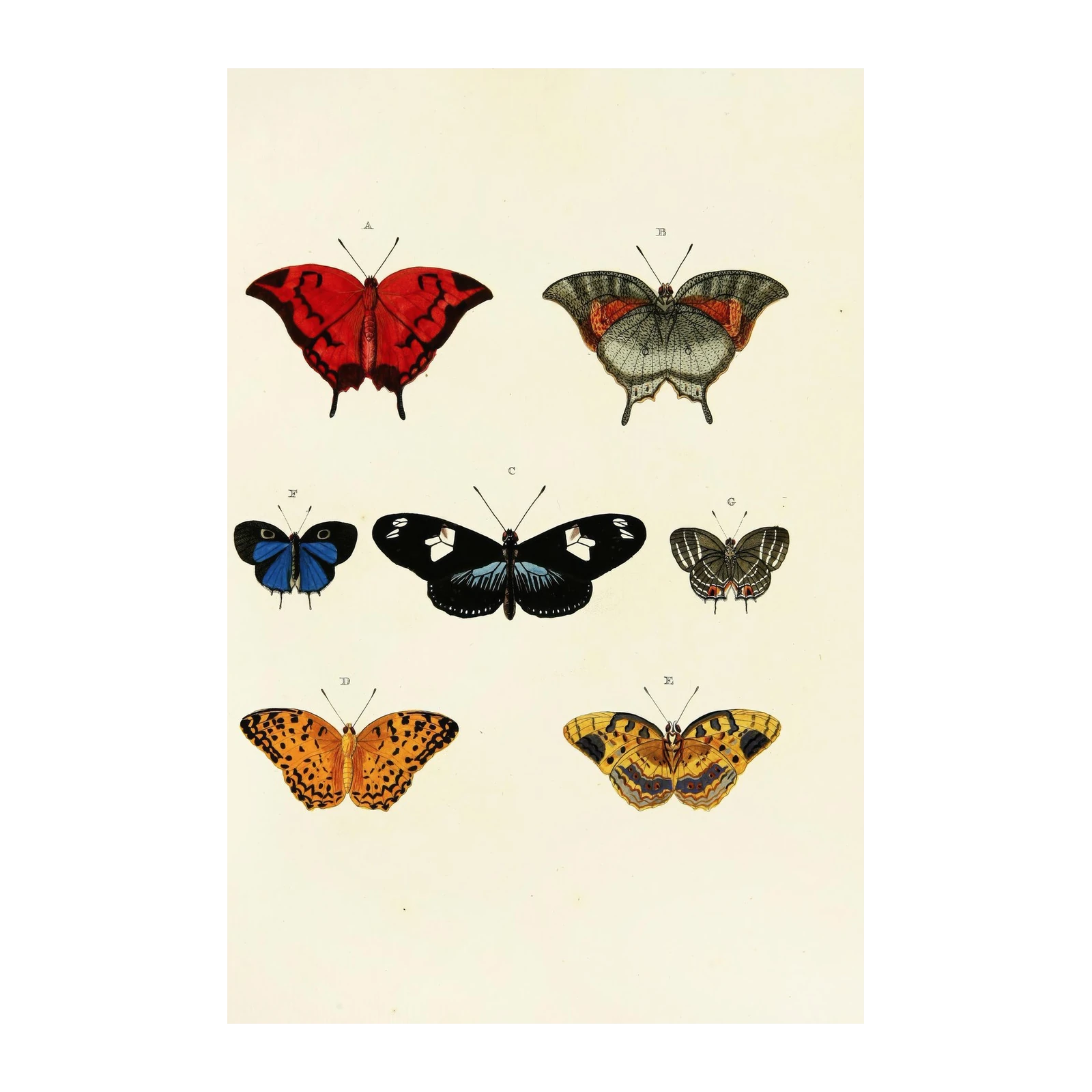 Vintage Butterfly Collection Wall Art