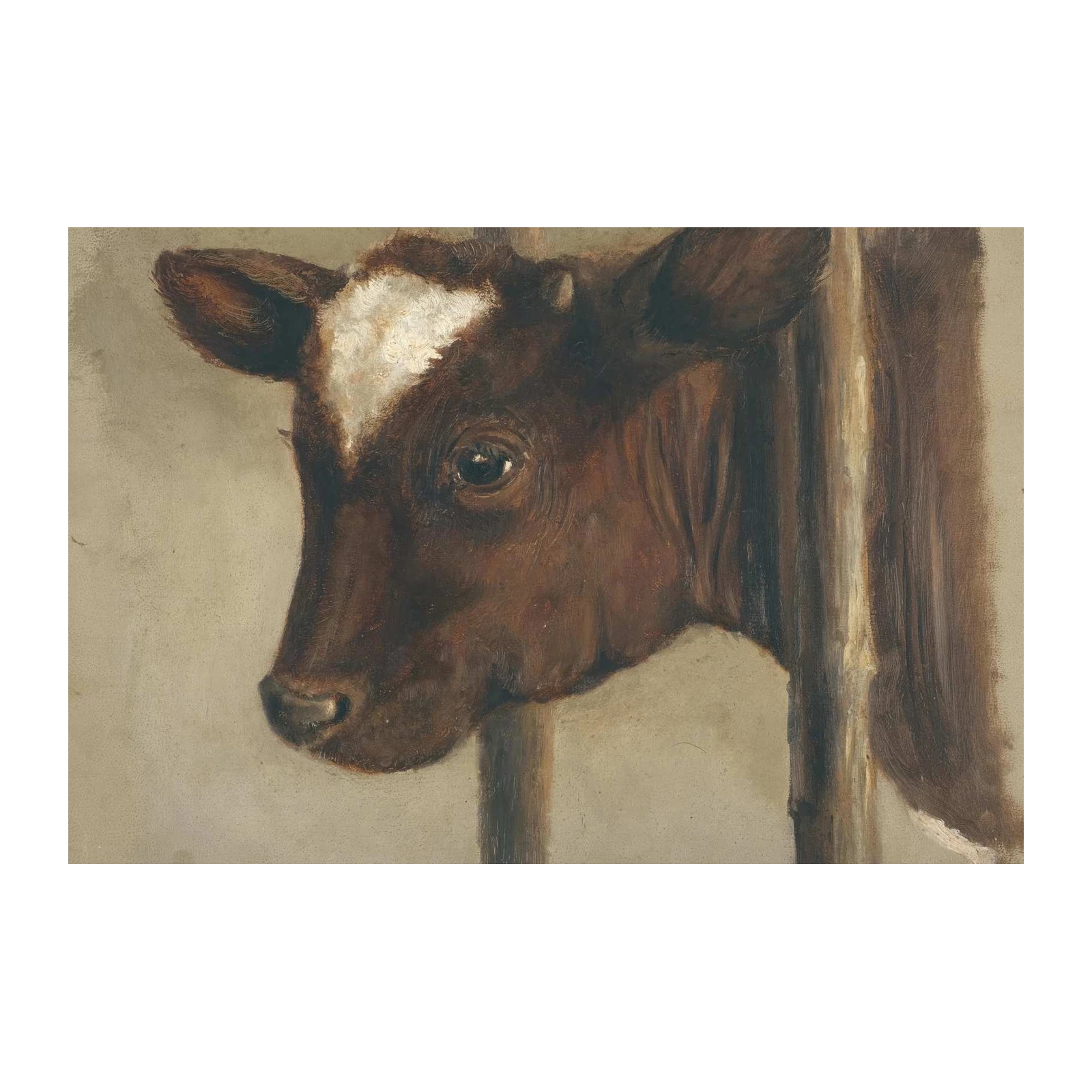 Gentle Calf Portrait Farm Animal Wall Art