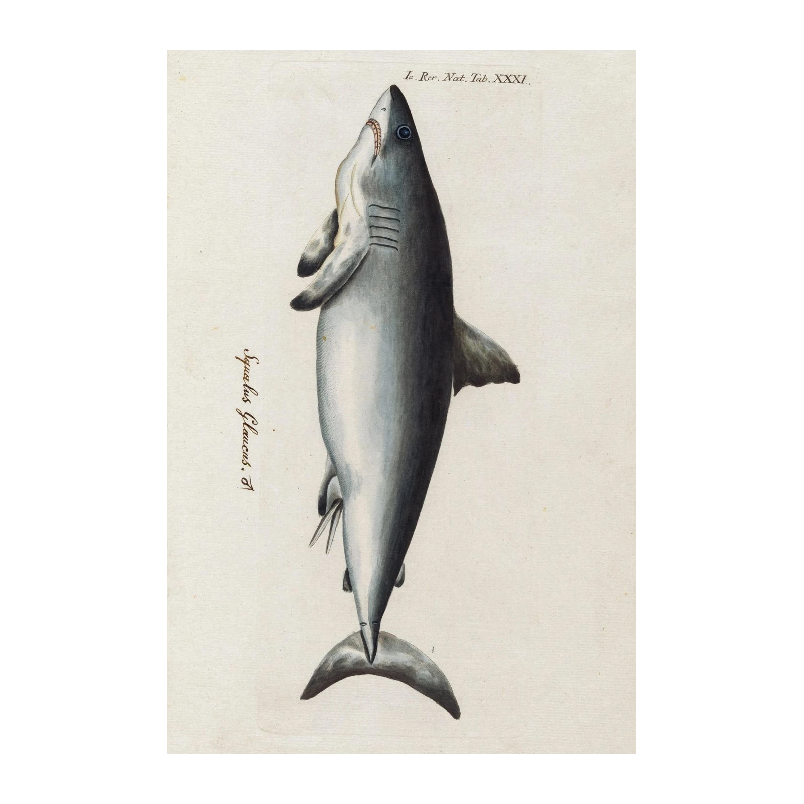 Vintage Shark Illustration Wall Art