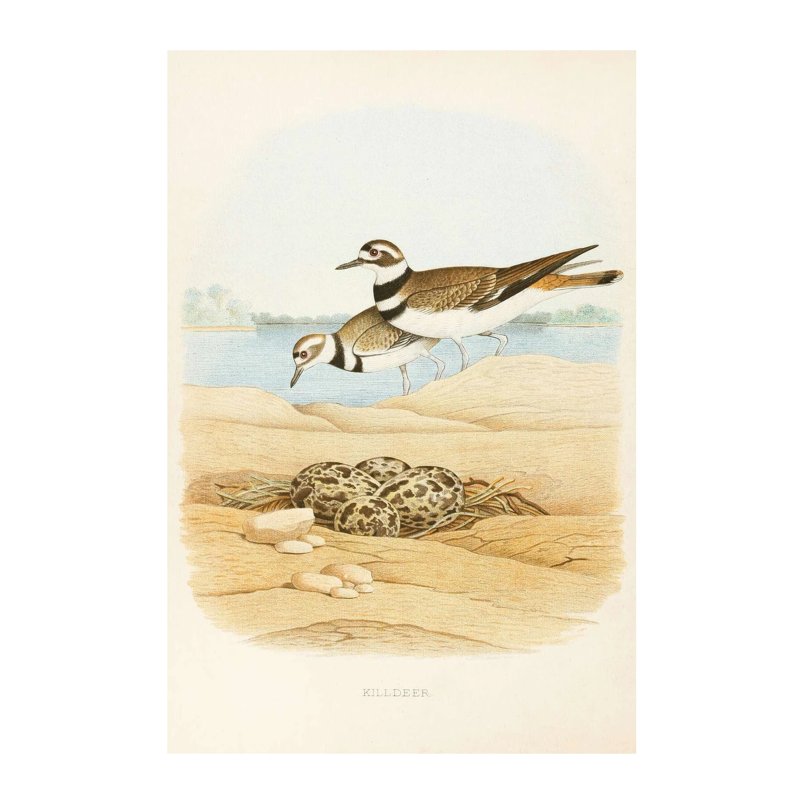Killdeer Bird Nest Vintage Art Wall Art
