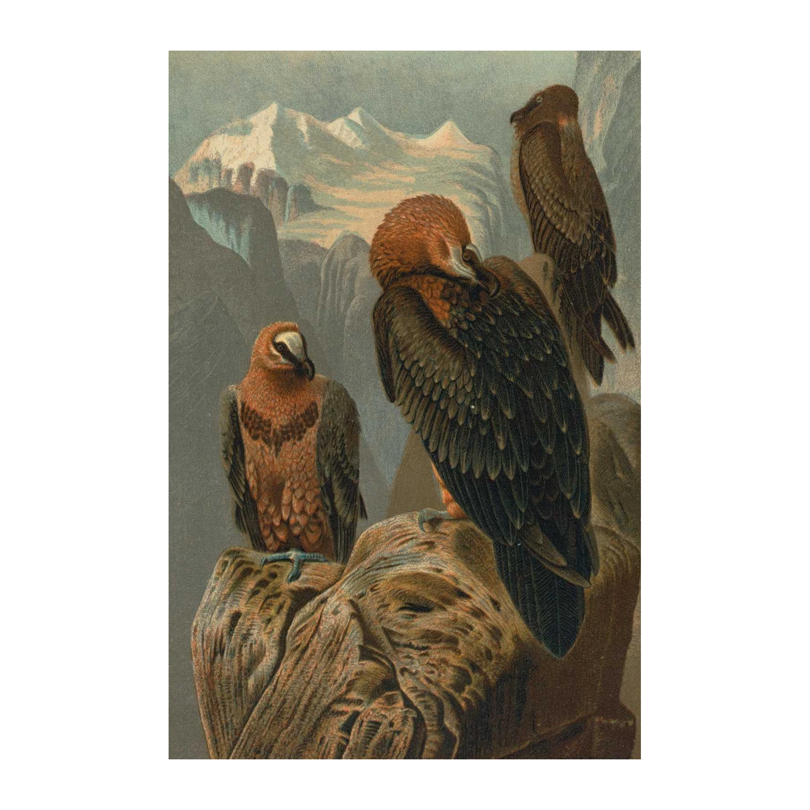 Majestic Vultures Mountain View Wall Art