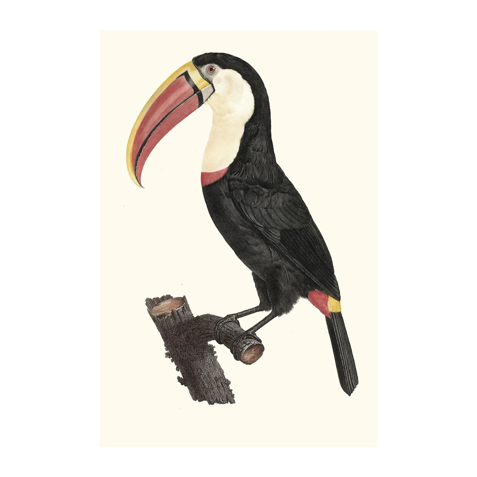 Vibrant Toucan Perched on Branch Wall Art