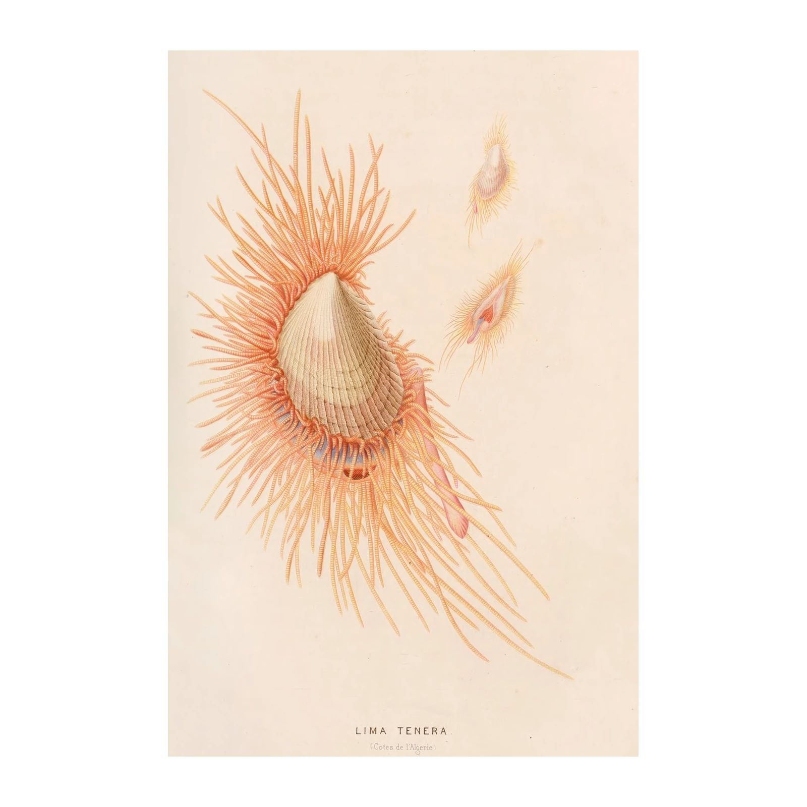 Exotic Lima Tenera Seashell Vintage Botanical Wall Art