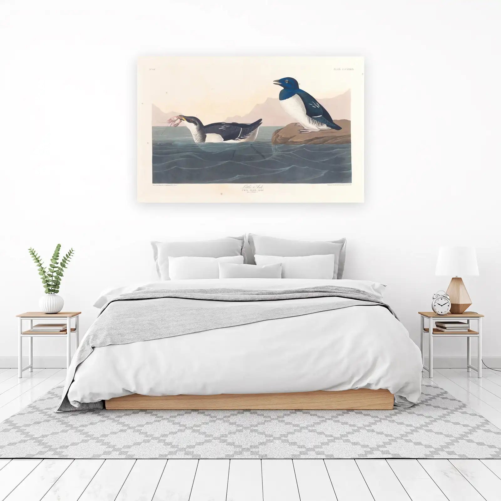 Little Auk Bird Vintage Illustration Wall Art