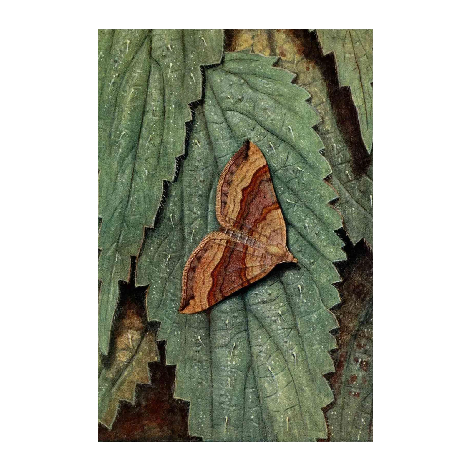 Ethereal Moth on Leaf Vintage Wall Art Wall Art