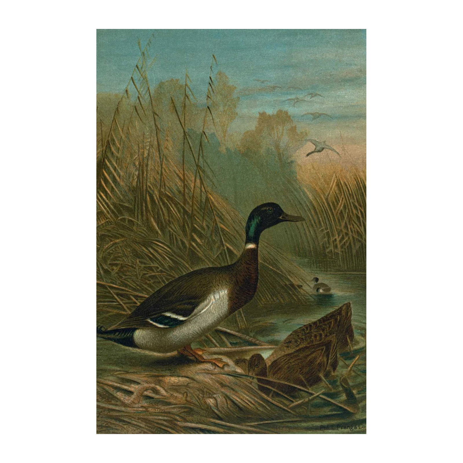 Mallard Duck Nature Scene Wall Art