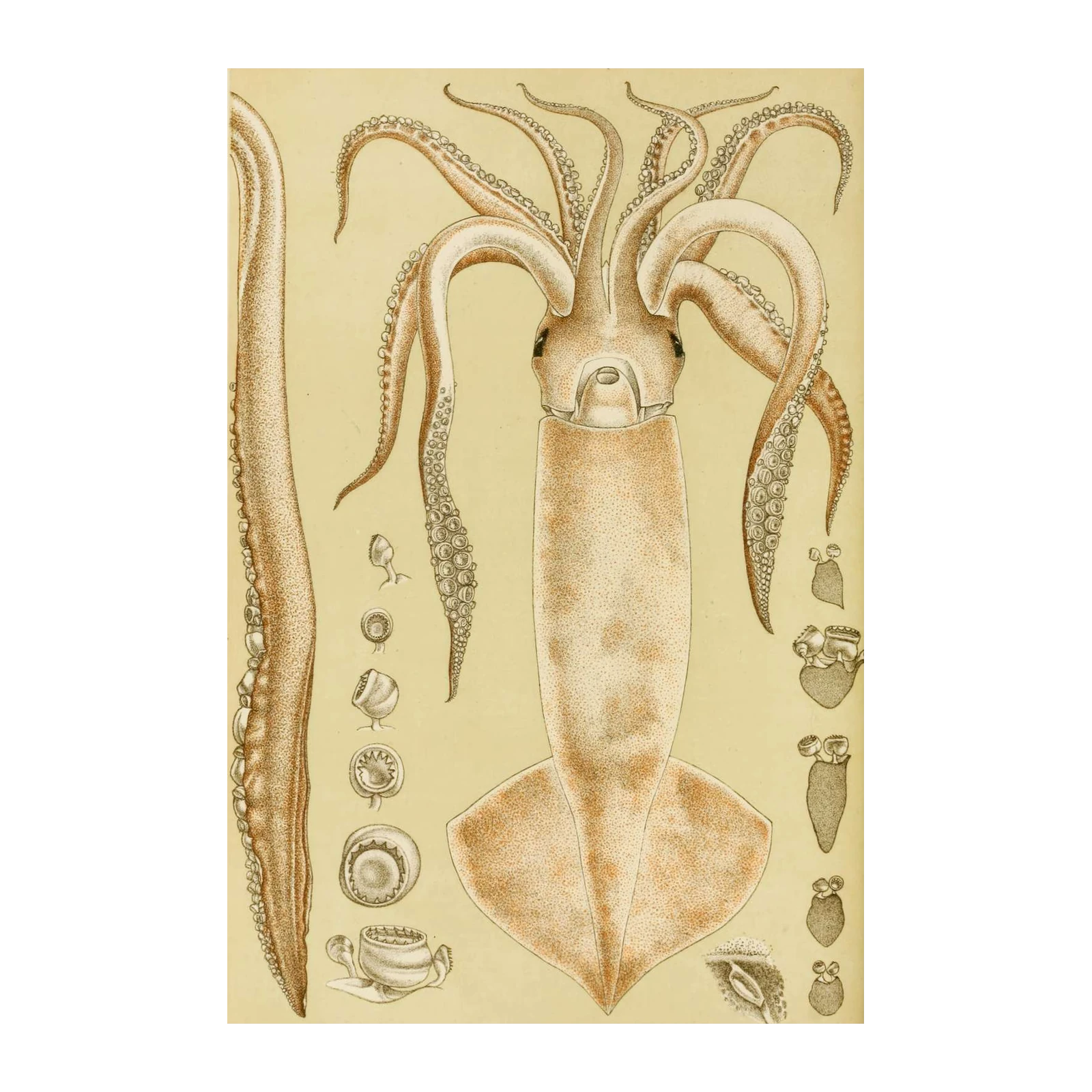 Vintage Squid Anatomy Wall Art