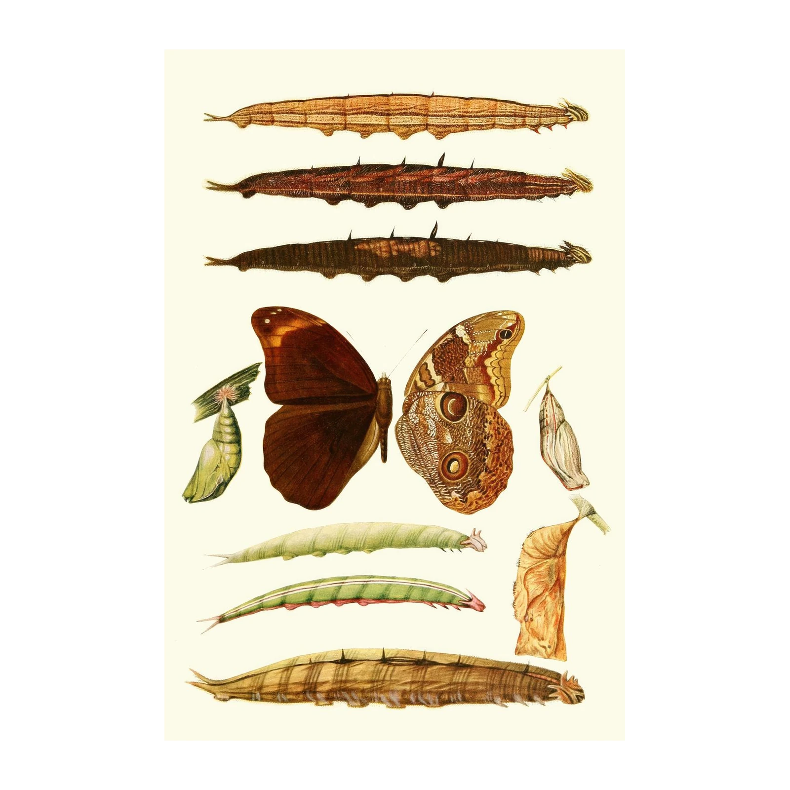 Vintage Butterfly & Caterpillar Lifecycle Wall Art