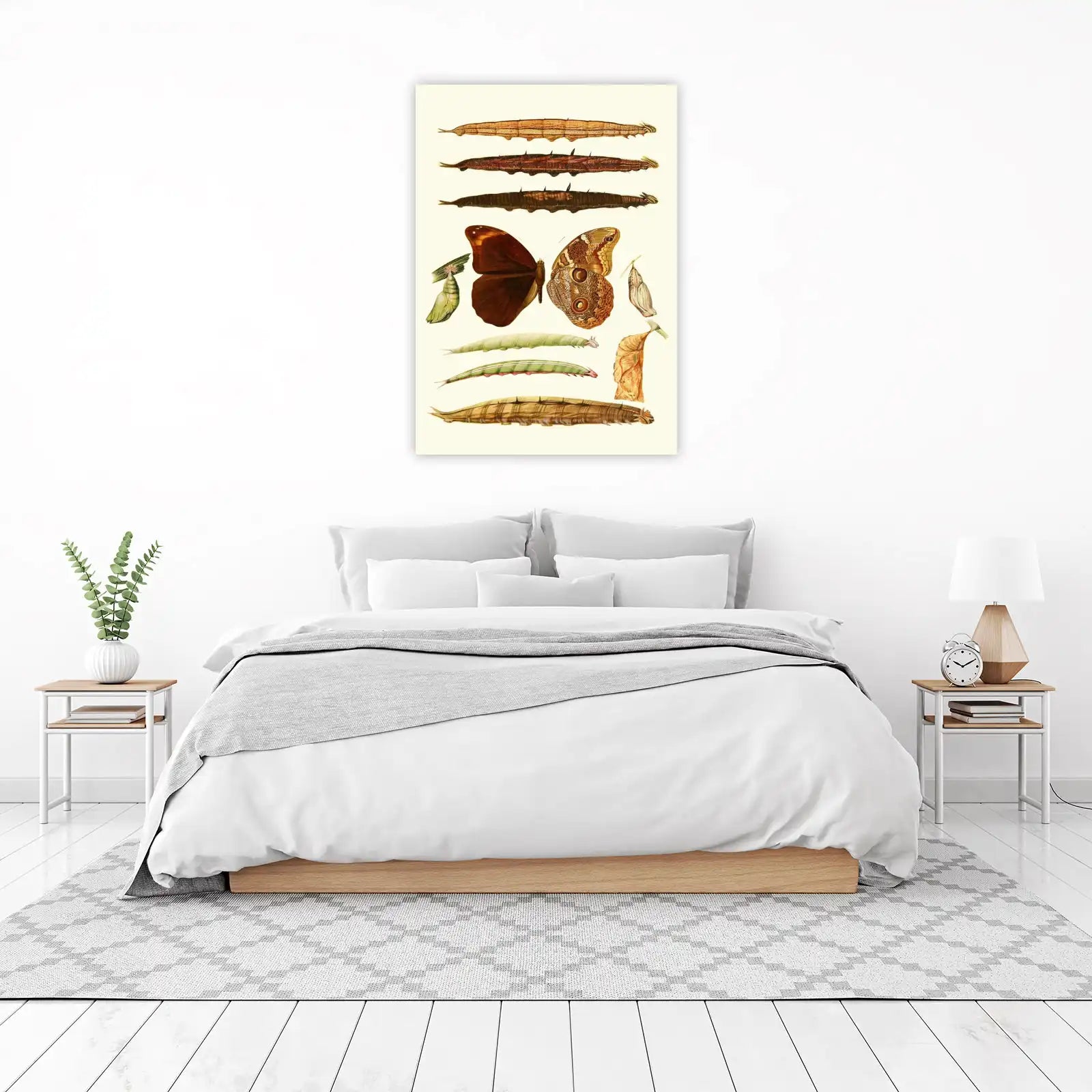 Vintage Butterfly & Caterpillar Lifecycle Wall Art