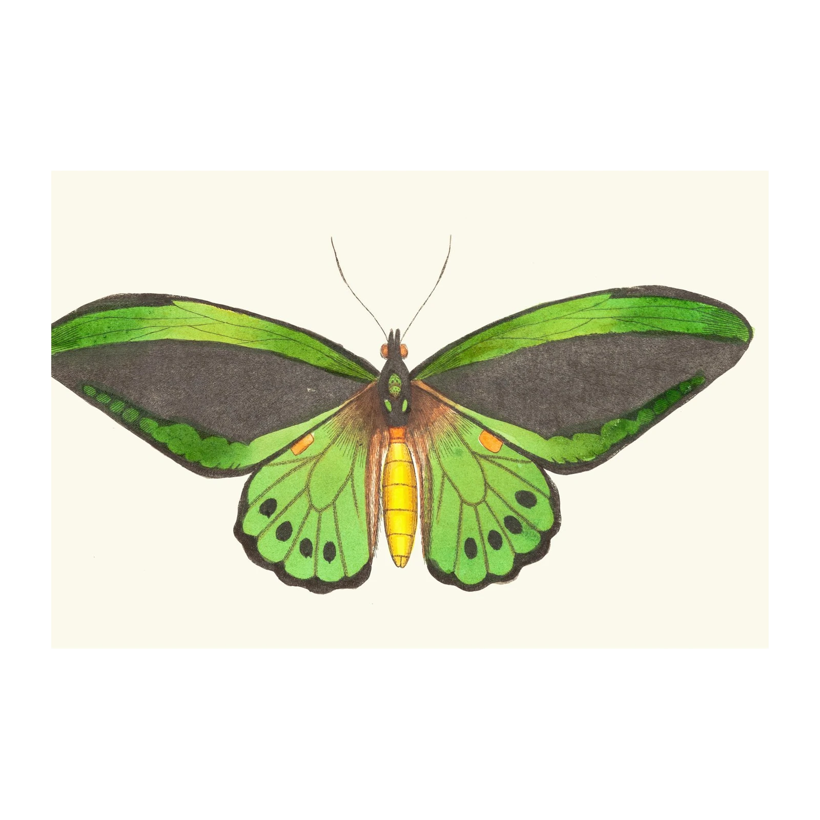 Emerald Butterfly Art Print Wall Art