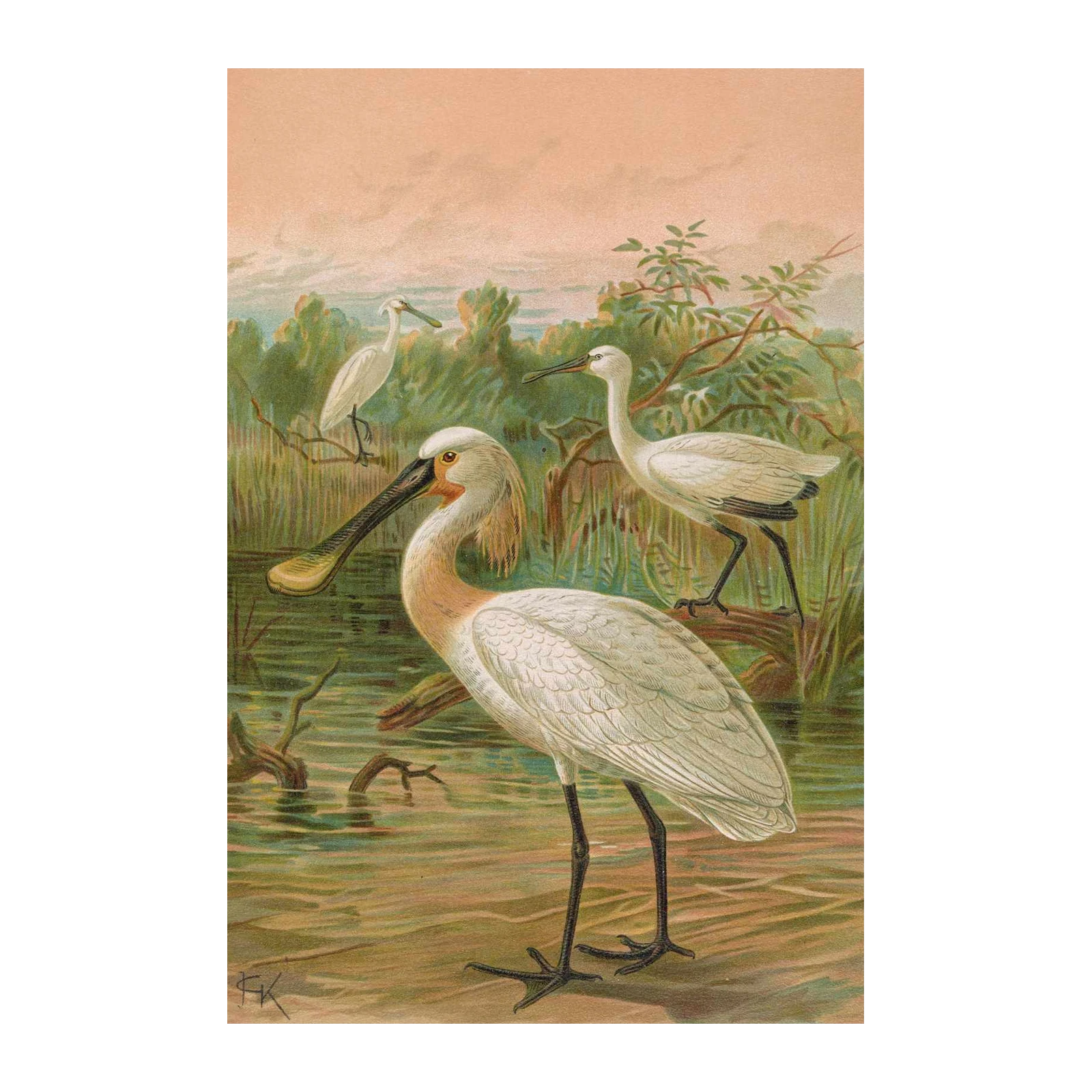 Elegant Spoonbill Birds Nature Wall Art
