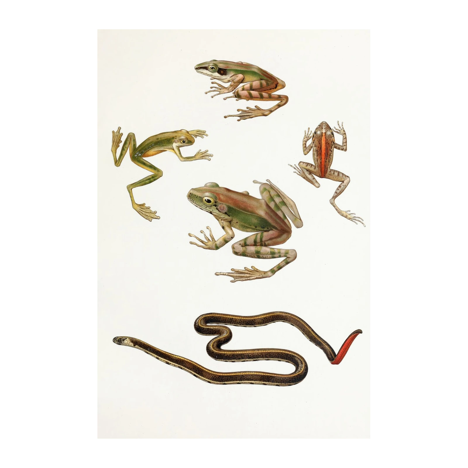 Vintage Frogs & Snake Botanical Wall Art