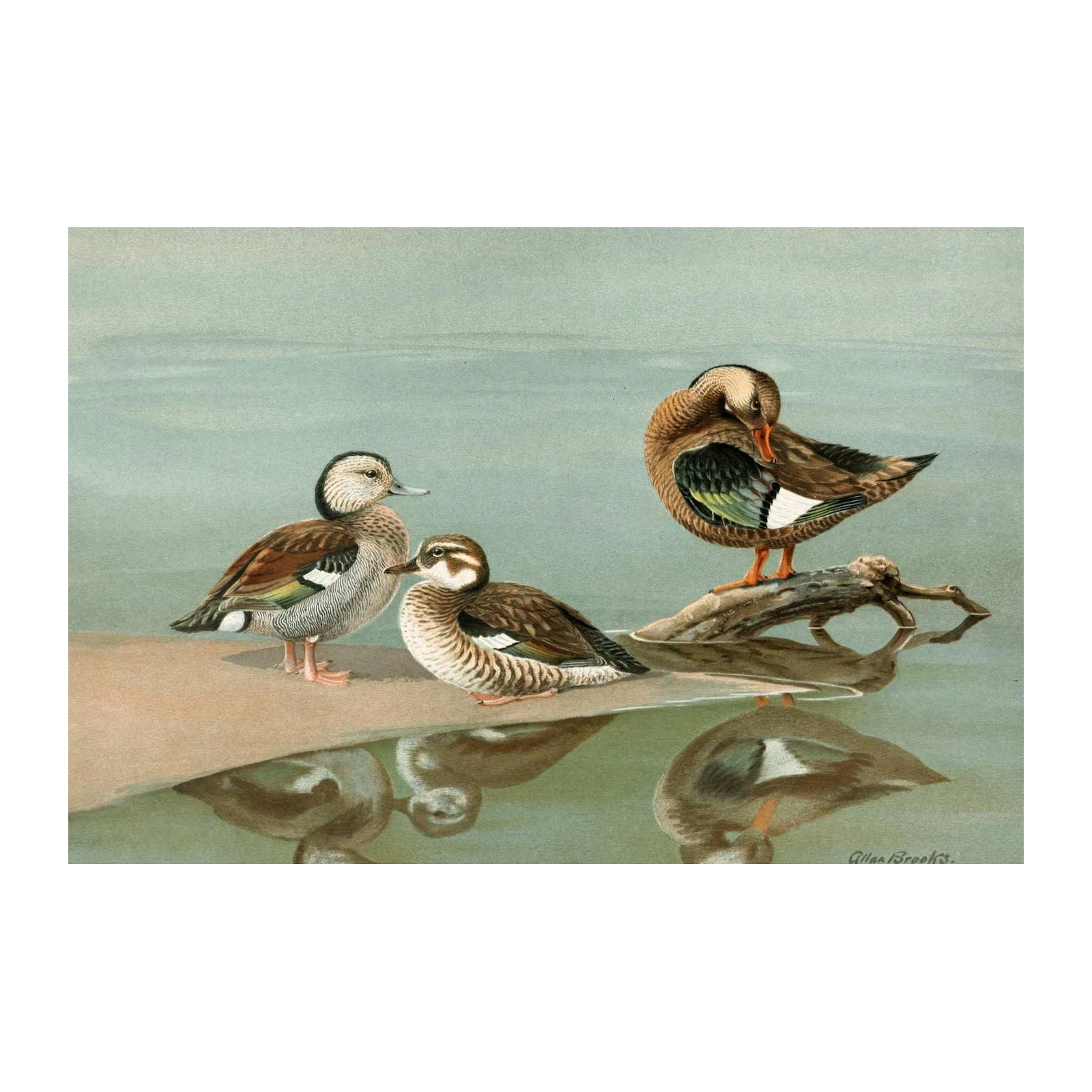 Serene Ducks Pond Nature Wall Art Wall Art