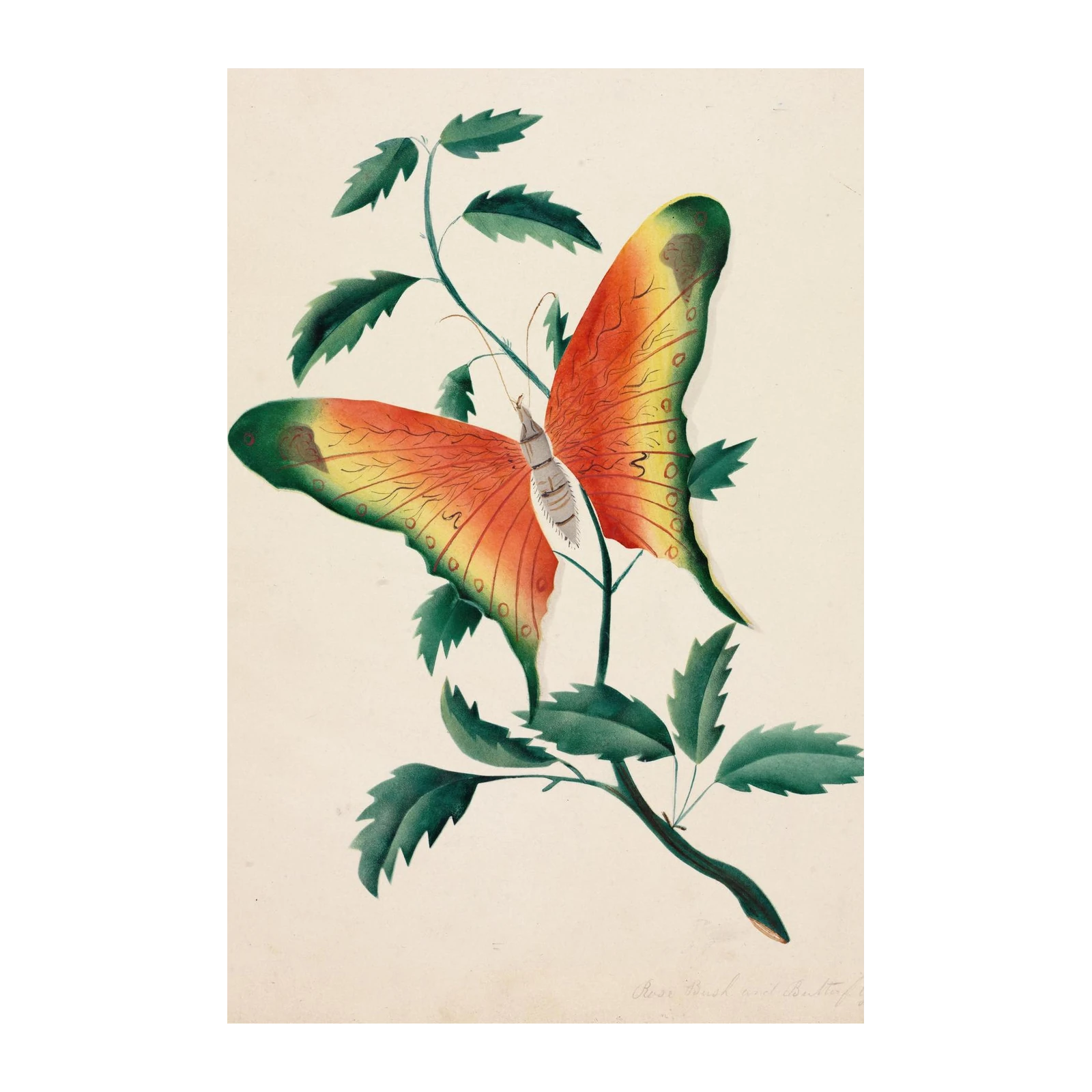 Vibrant Butterfly & Rose Bush Wall Art | Nature Wall Art