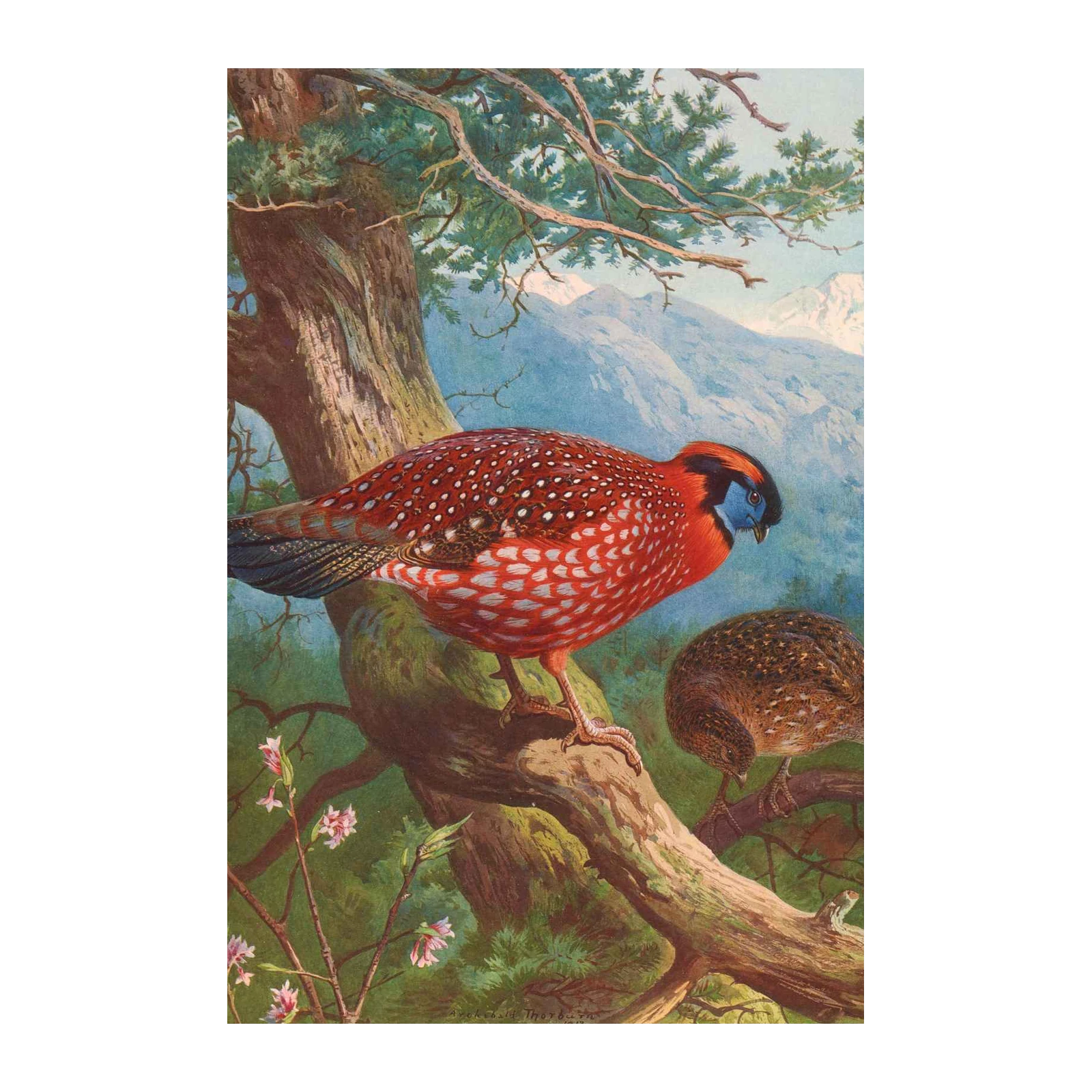 Exotic Pheasant Nature Art Wall Art