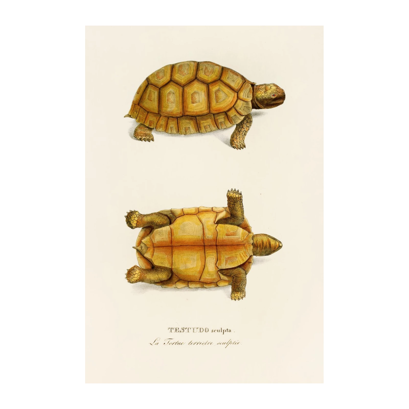 Vintage Tortoise Illustration Wall Art