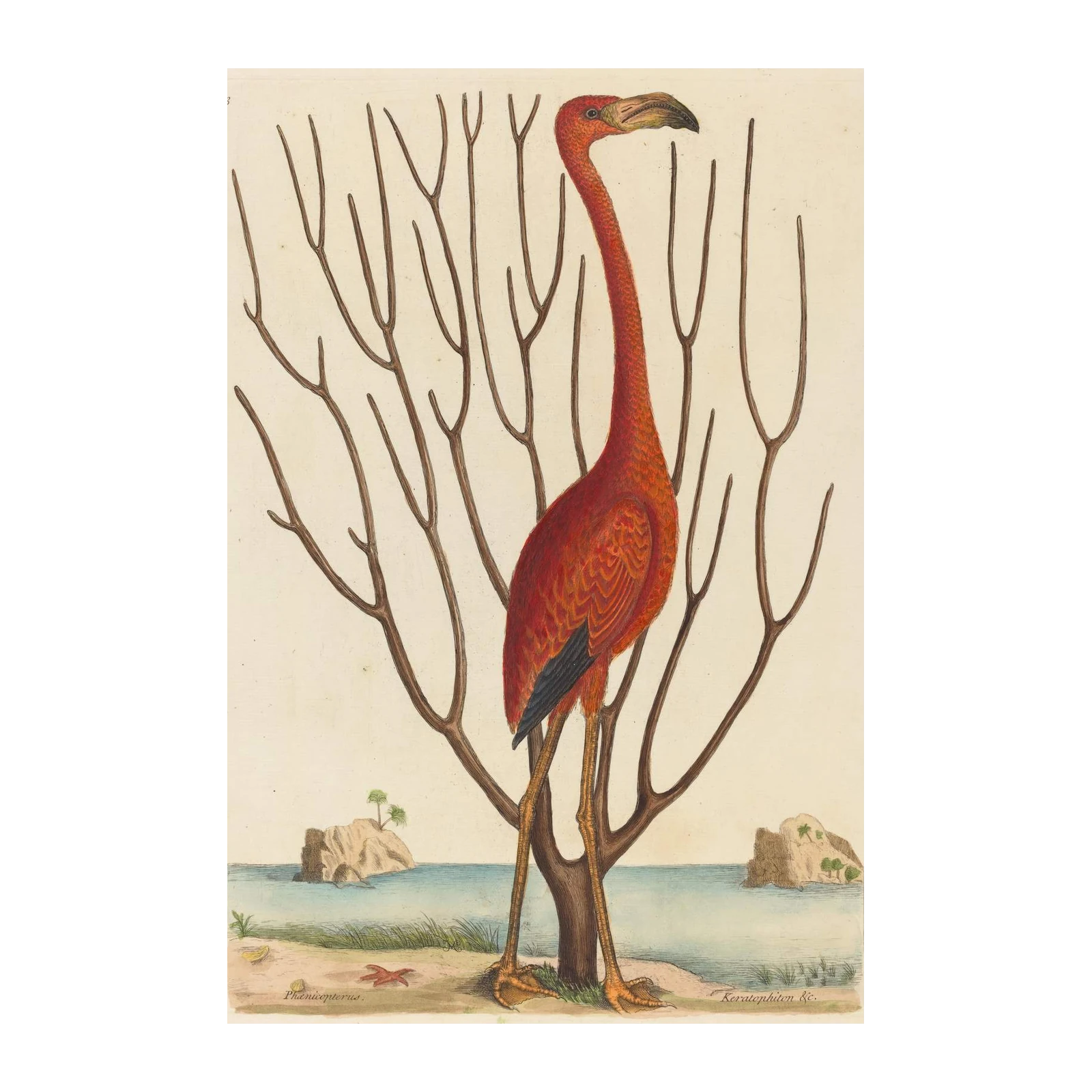 Vibrant Flamingo Vintage Art Wall Art