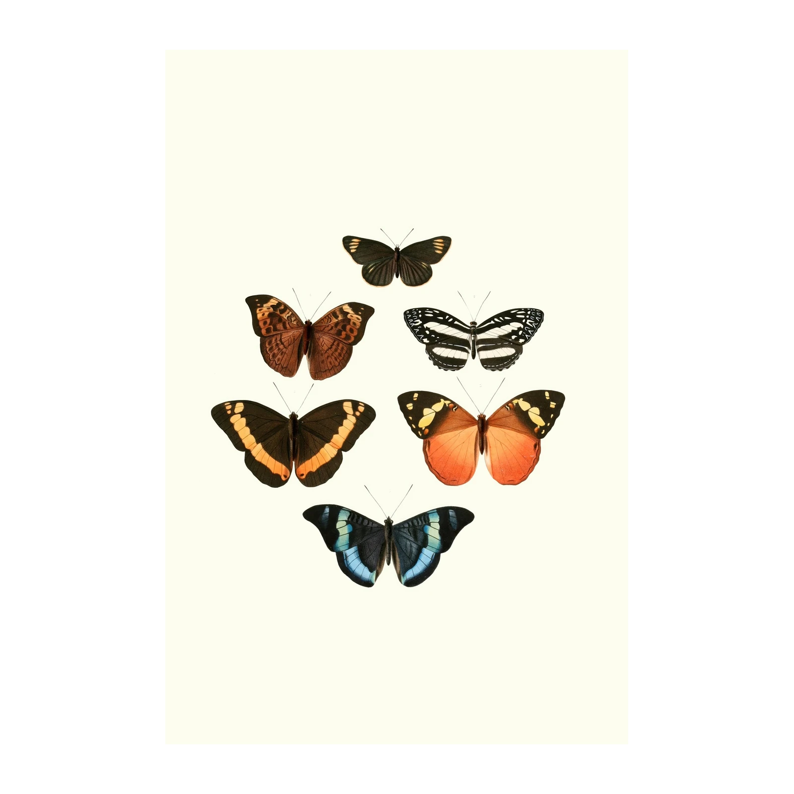 Vintage Butterfly Collection Wall Art