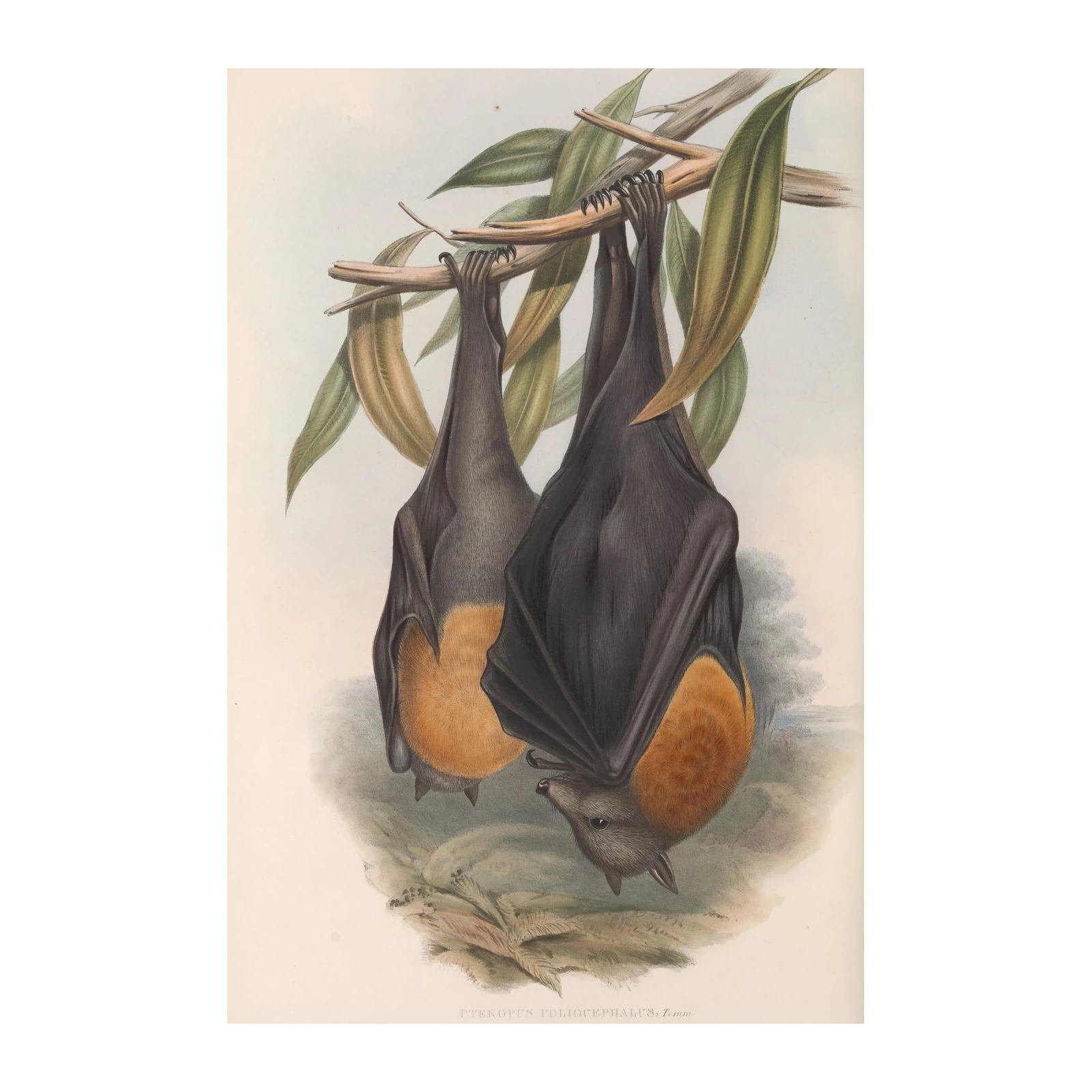 Vintage Fruit Bats Wall Art Wall Art