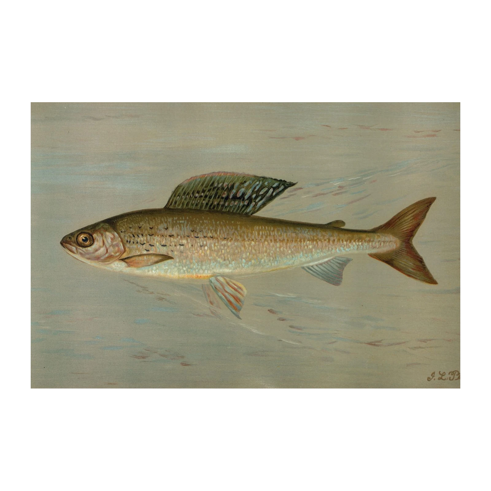 Realistic Fish Swimming Wall Art Art
