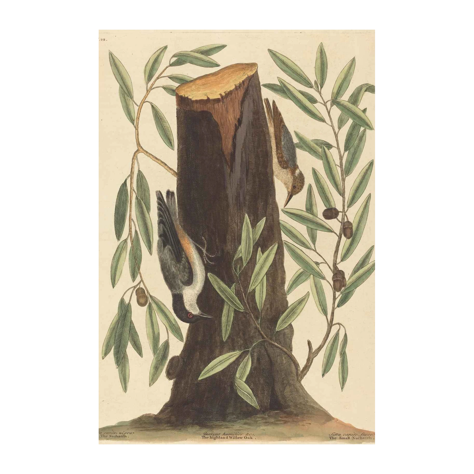 Vintage Nuthatch & Oak Tree Wall Art