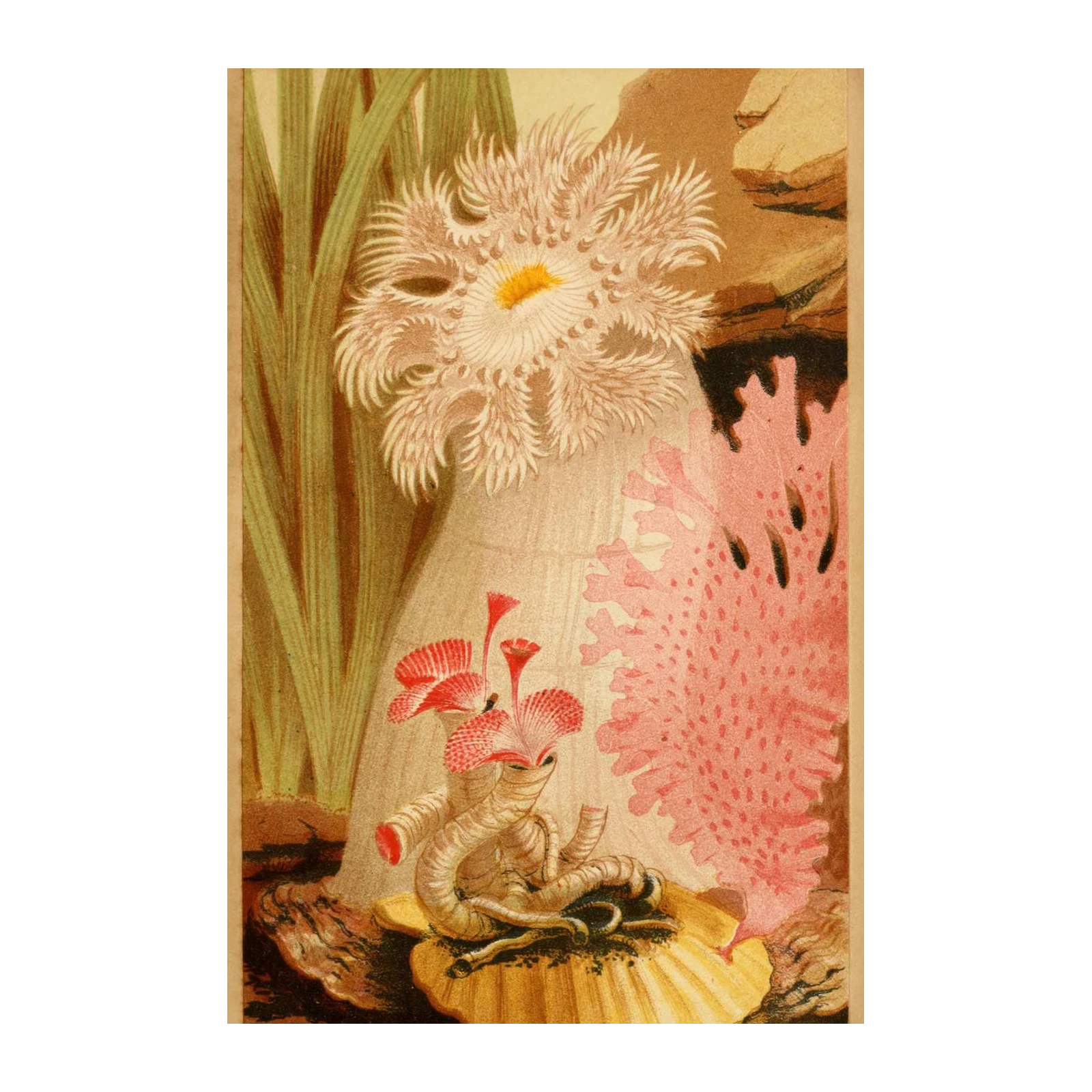 Vintage Sea Anemone & Coral Wall Art