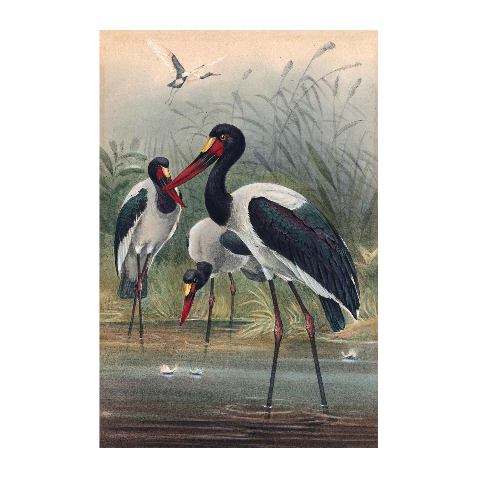 Elegant Saddle-Billed Storks Nature Art Wall Art