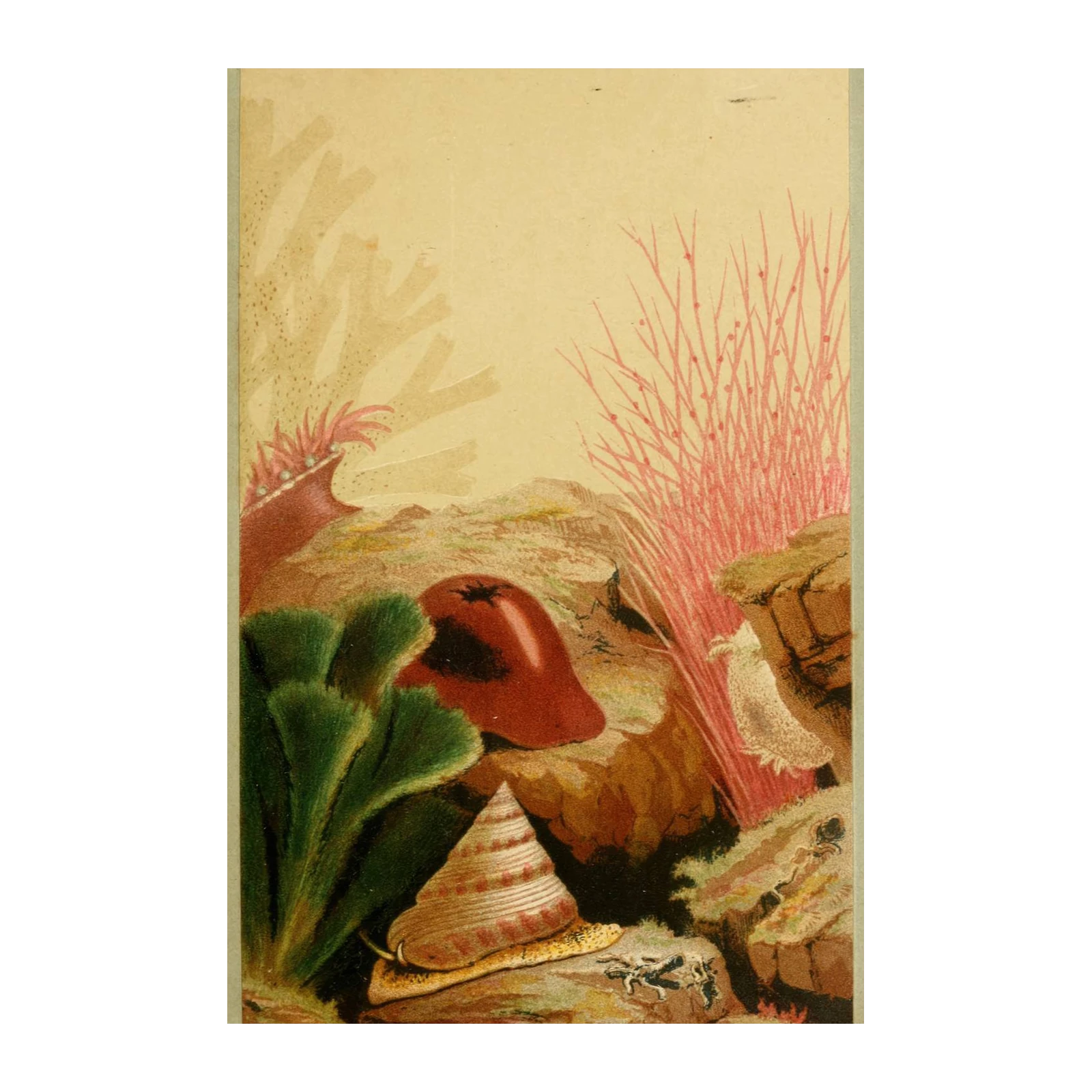 Vintage Underwater Coral & Shell Wall Art