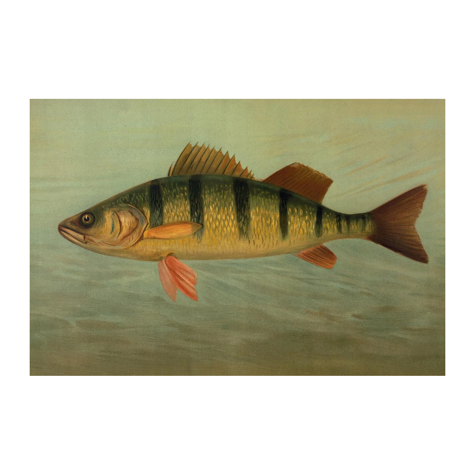 Vibrant Yellow Perch Wildlife Art Wall Art