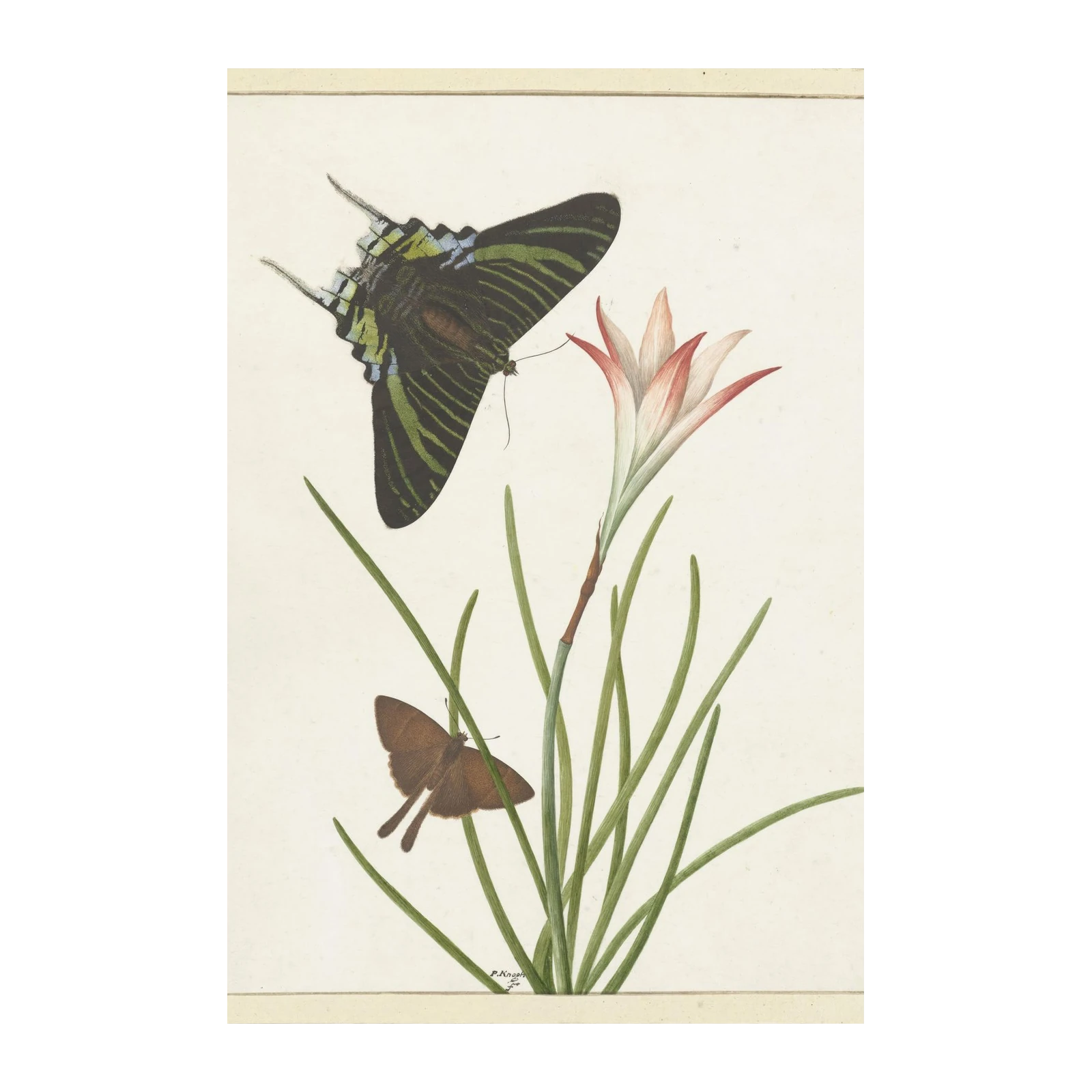 Vintage Butterflies & Bloom Wall Art