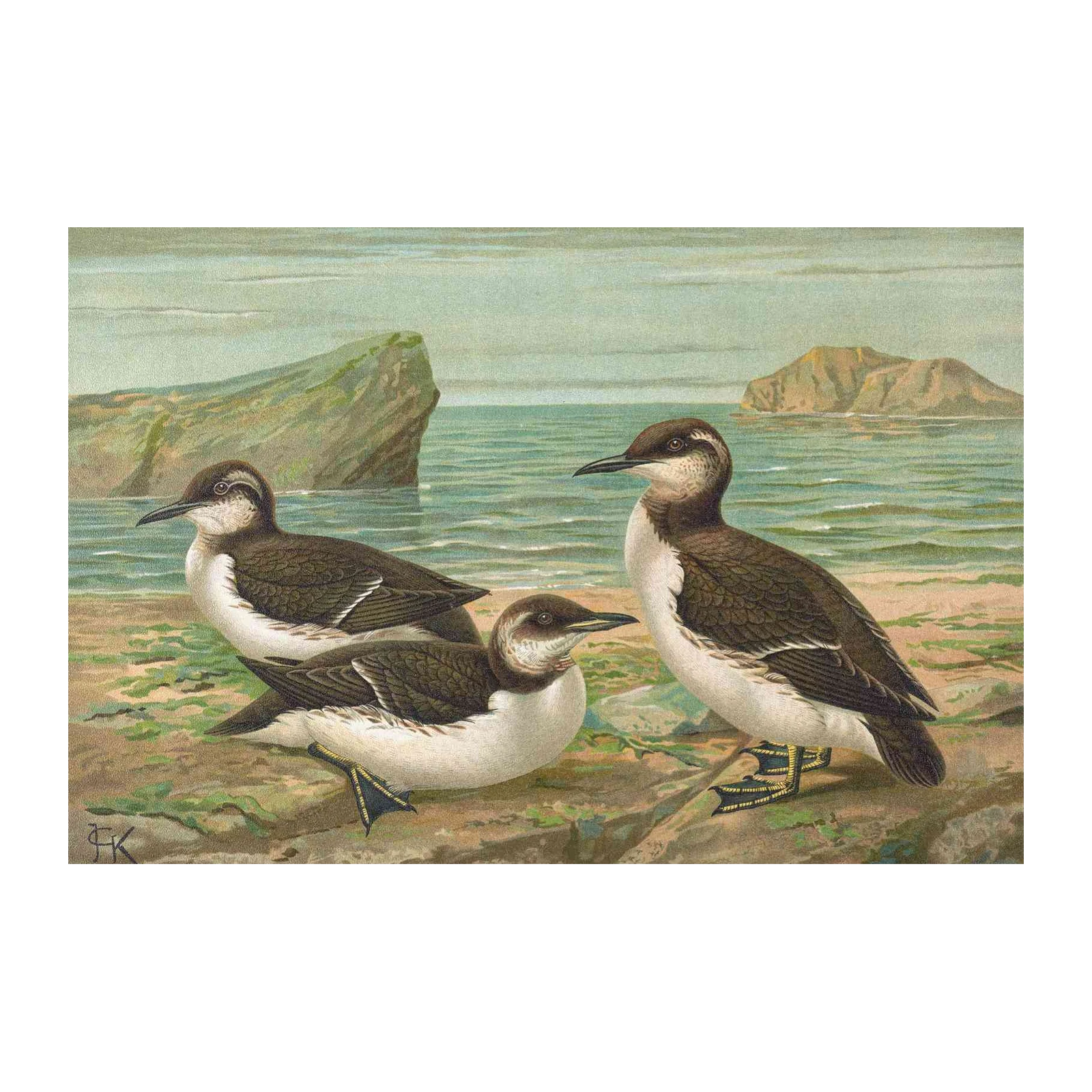 Coastal Birds Vintage Art Wall Art