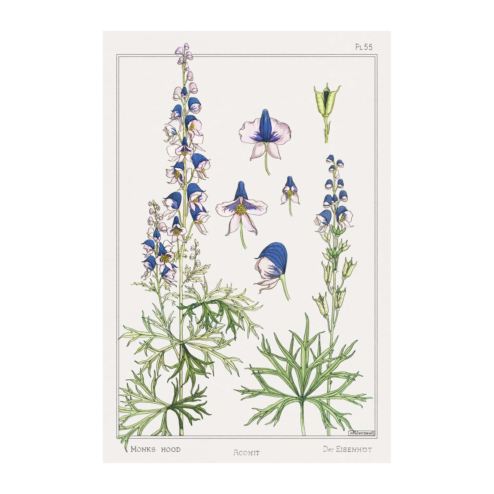 Vintage Monks Hood Botanical Wall Art