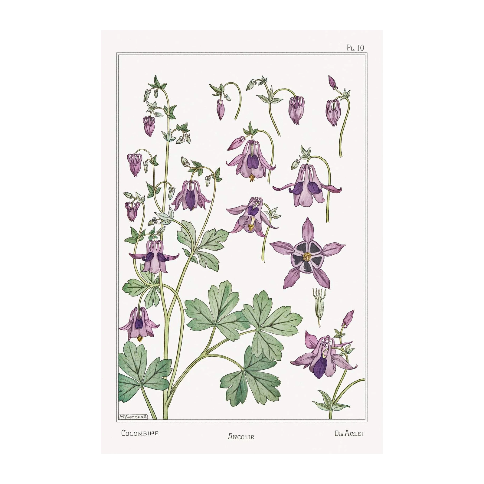 Vintage Botanical Columbine Wall Art Wall Art