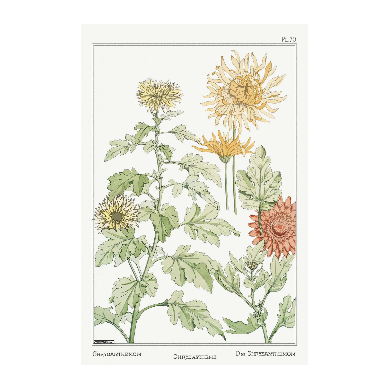 Vintage Chrysanthemum Botanical Art Wall Art