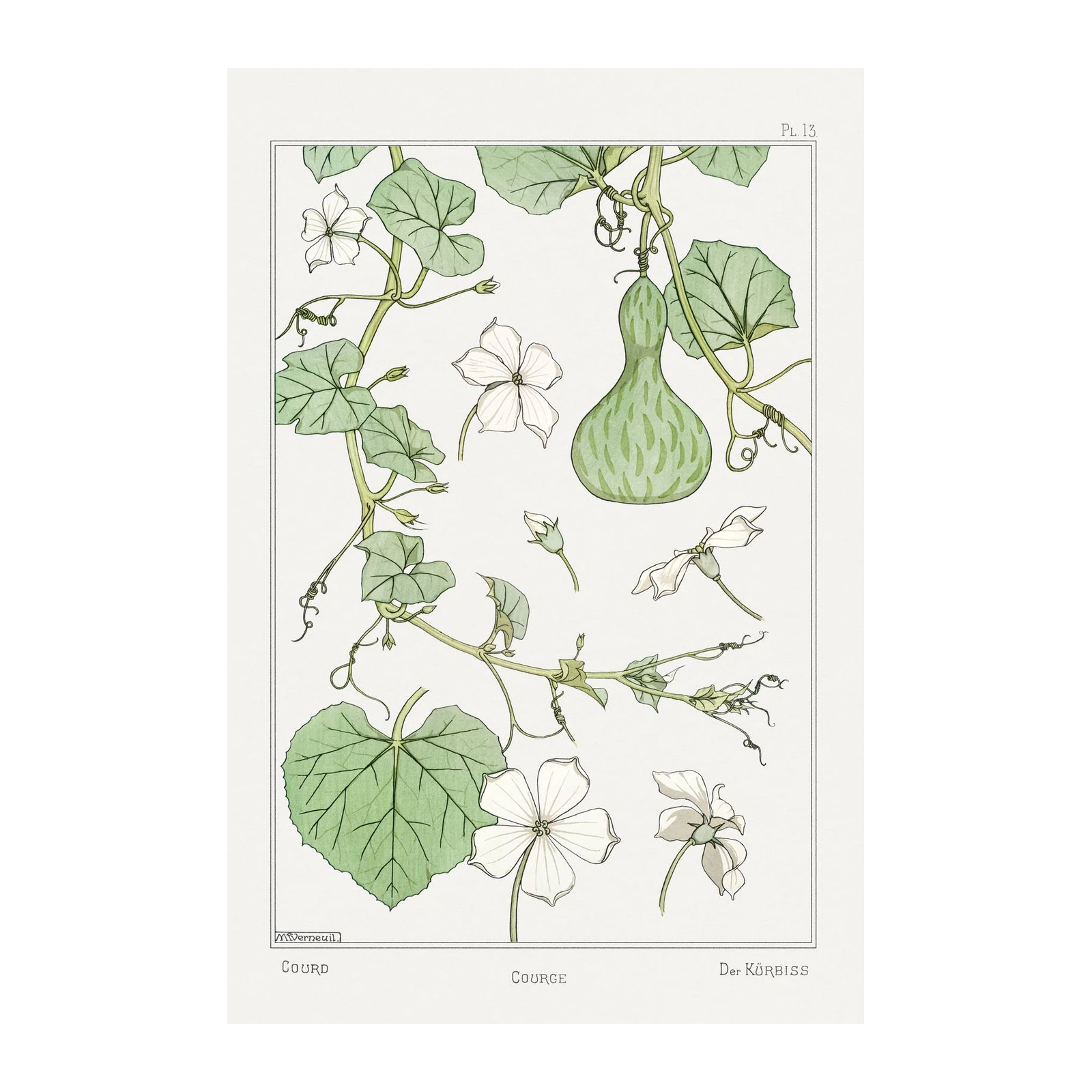 Gourd Botanical Illustration Wall Art