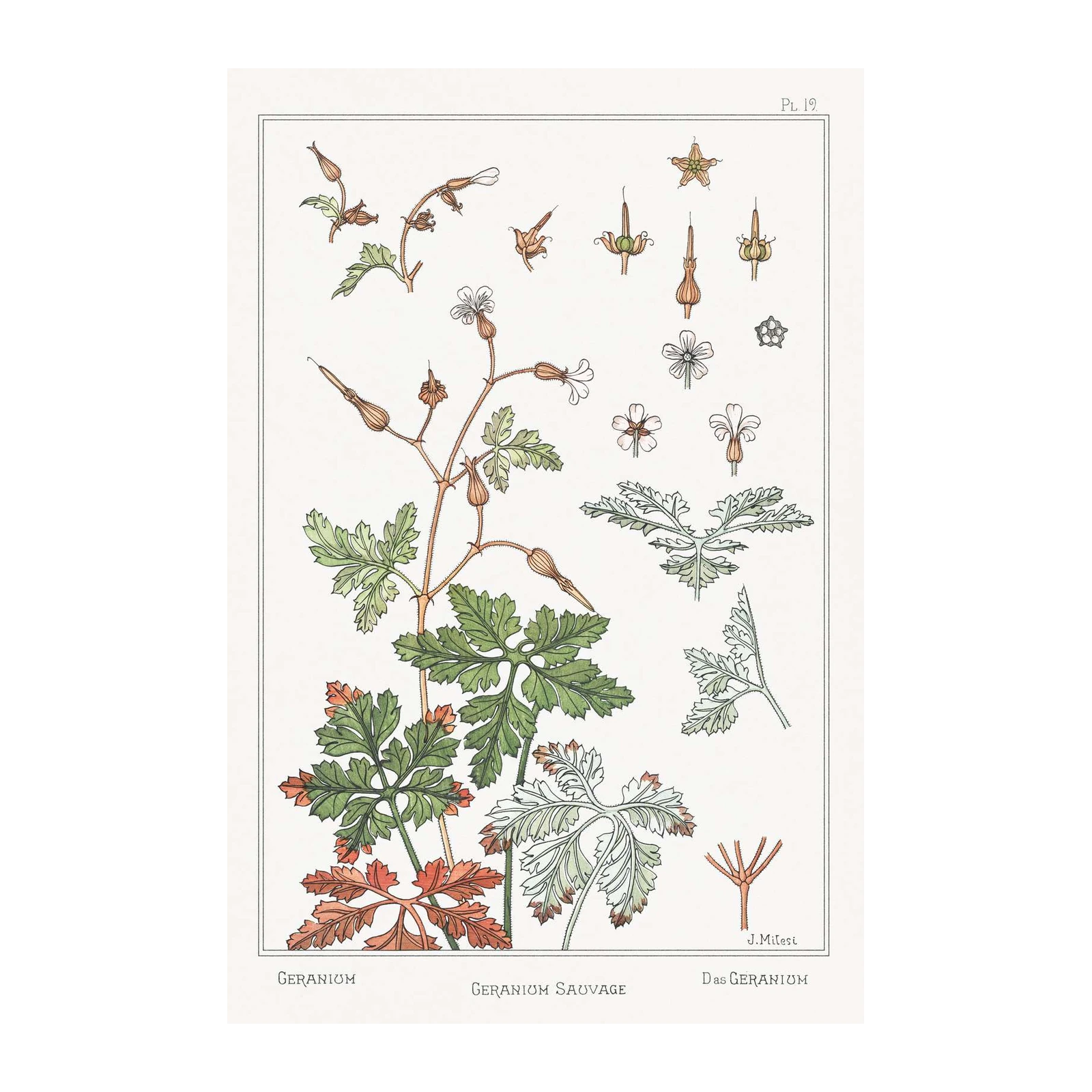 Vintage Botanical Geranium Art Wall Art