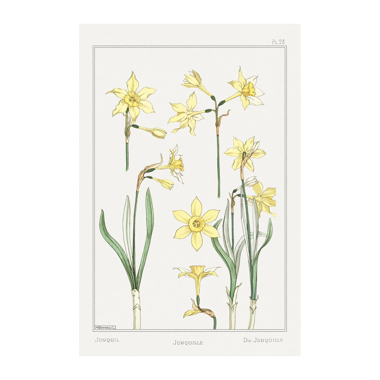 Vintage Botanical Jonquil Daffodil Art Wall Art