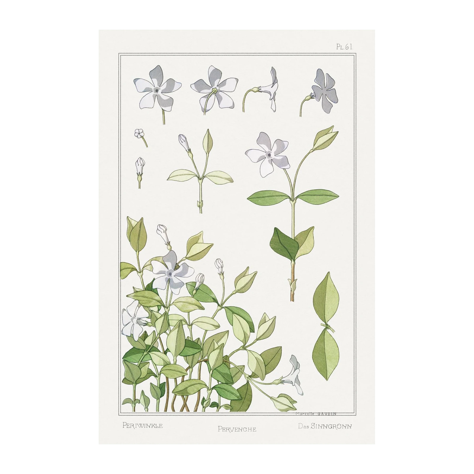 Vintage Botanical Periwinkle Wall Art
