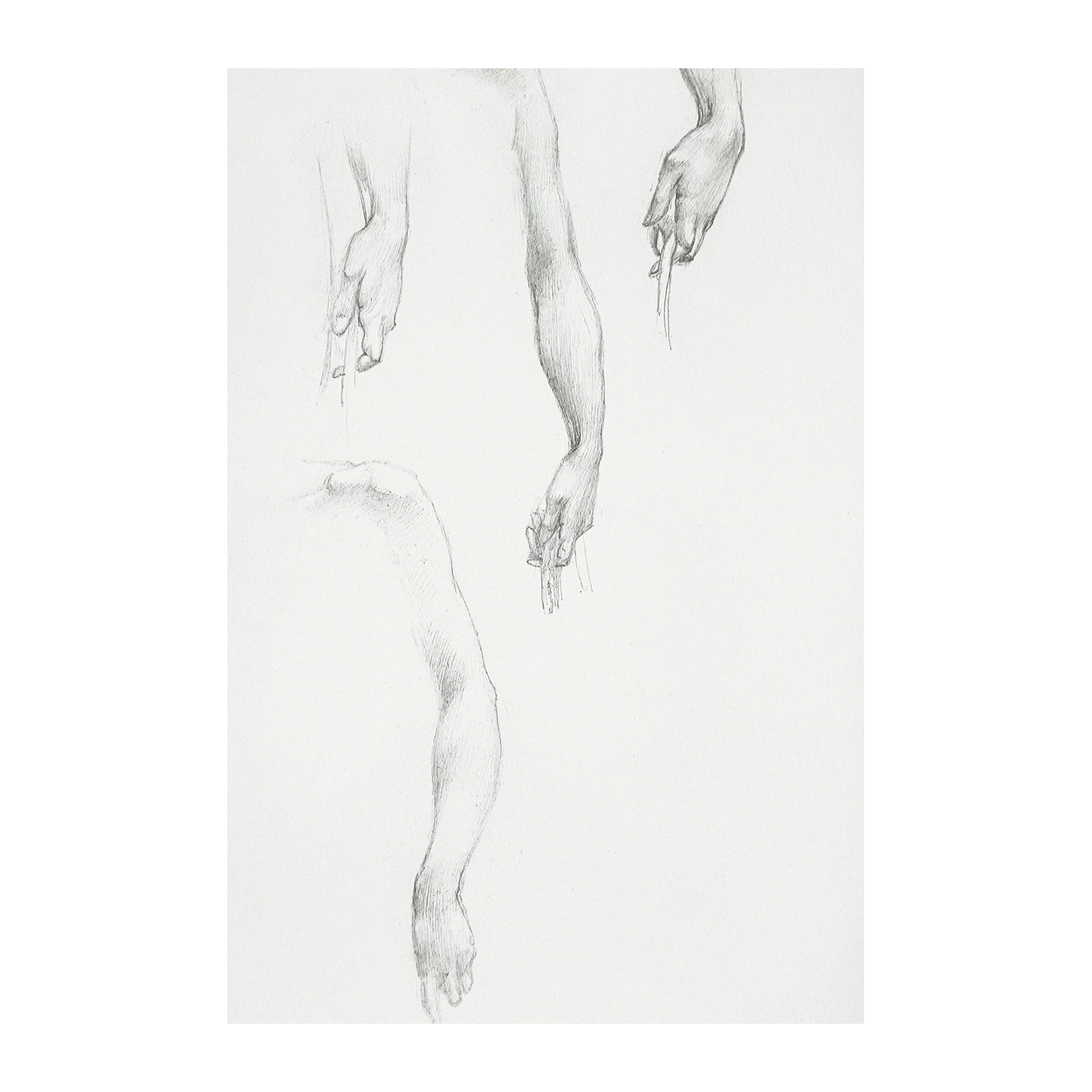 Figurative Anatomy Pencil Sketch Wall Art