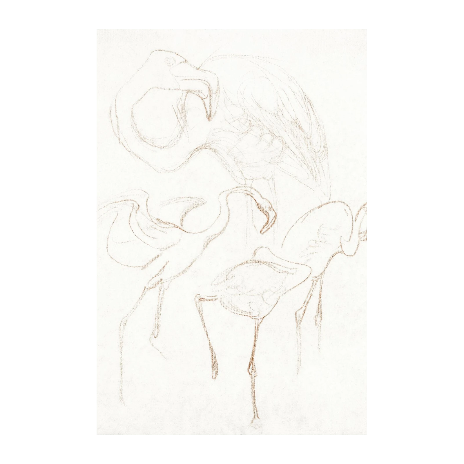 Elegant Flamingo Sketch Wall Art
