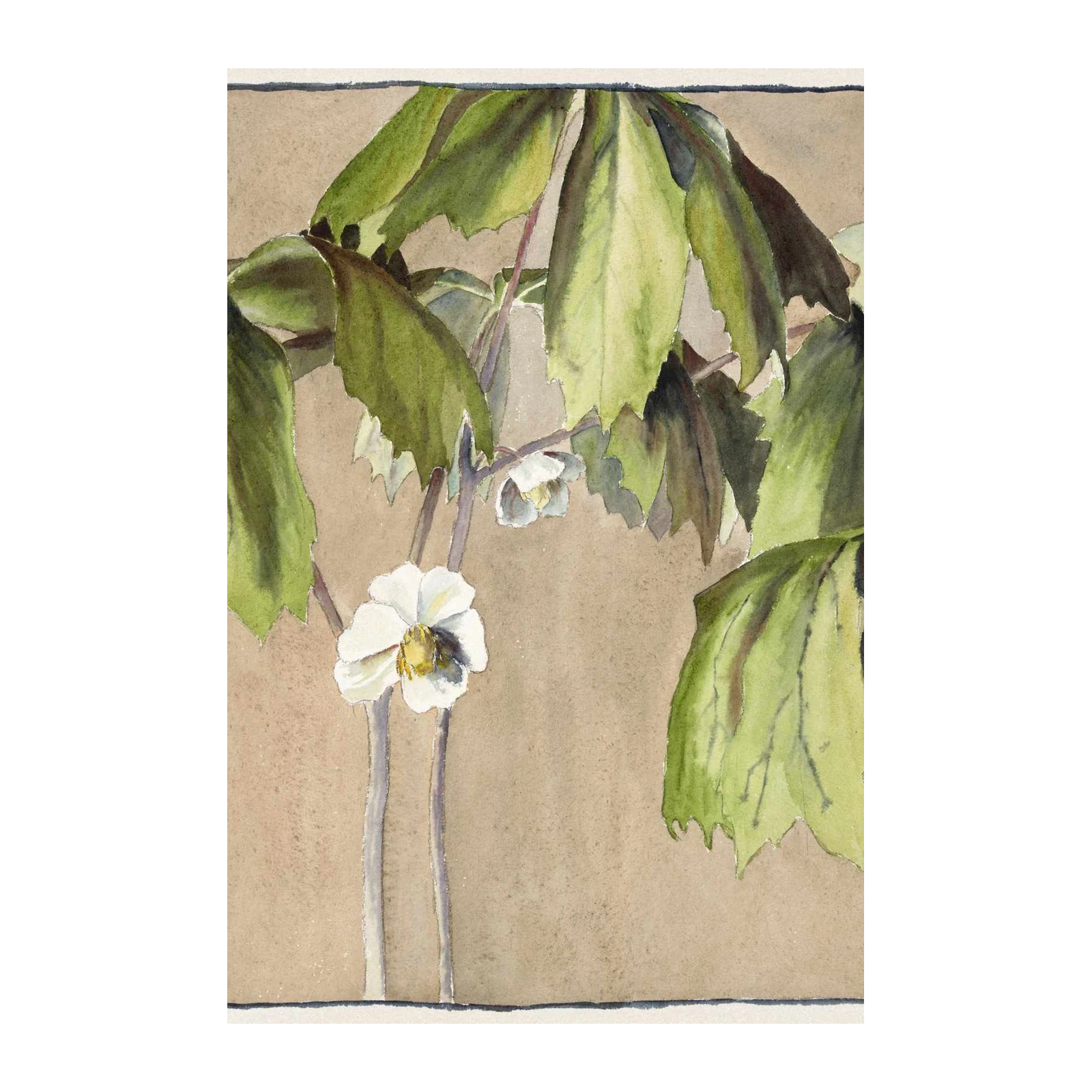 Botanical Beauty White Flower Wall Art