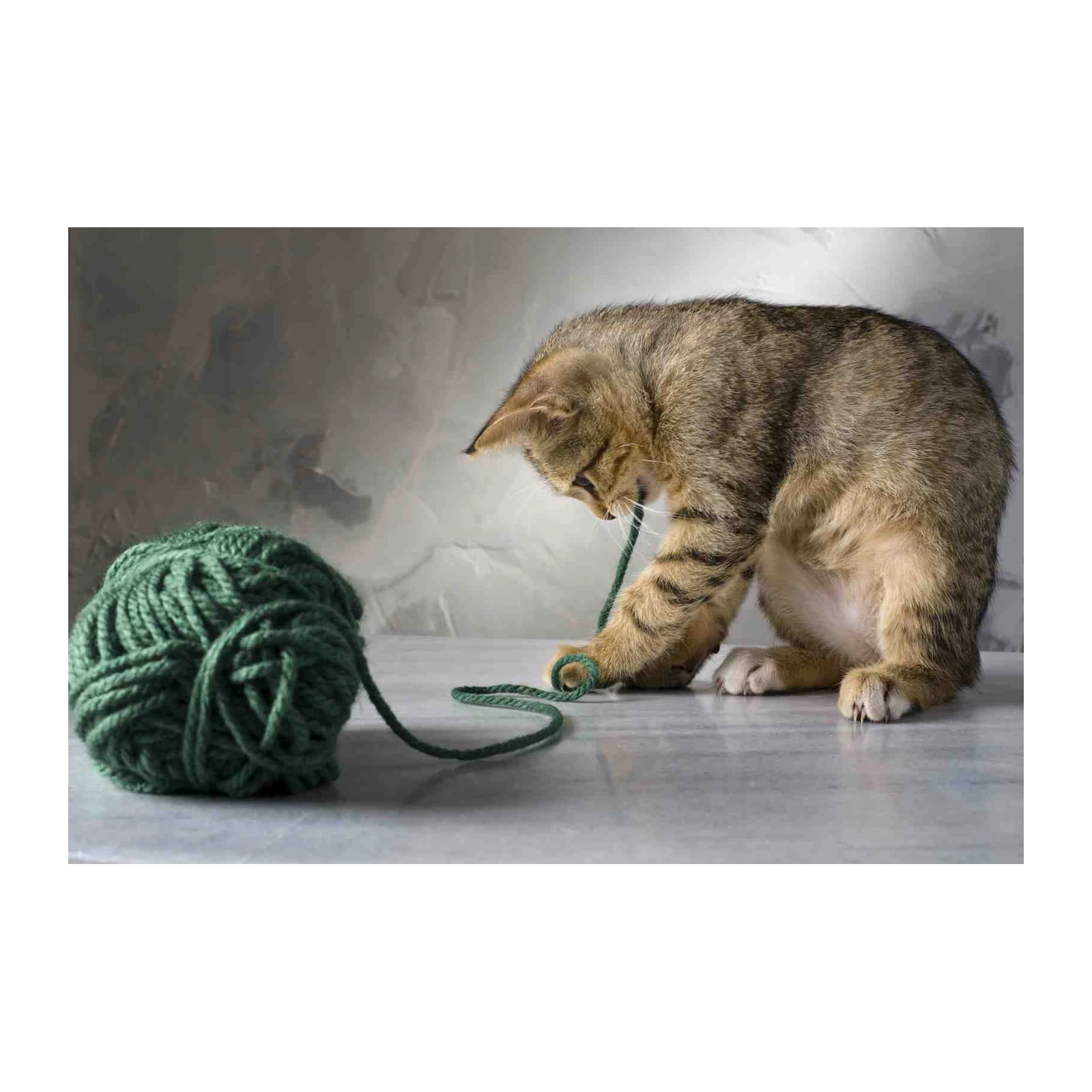 Playful Kitten with Yarn Wall Art Wall Art