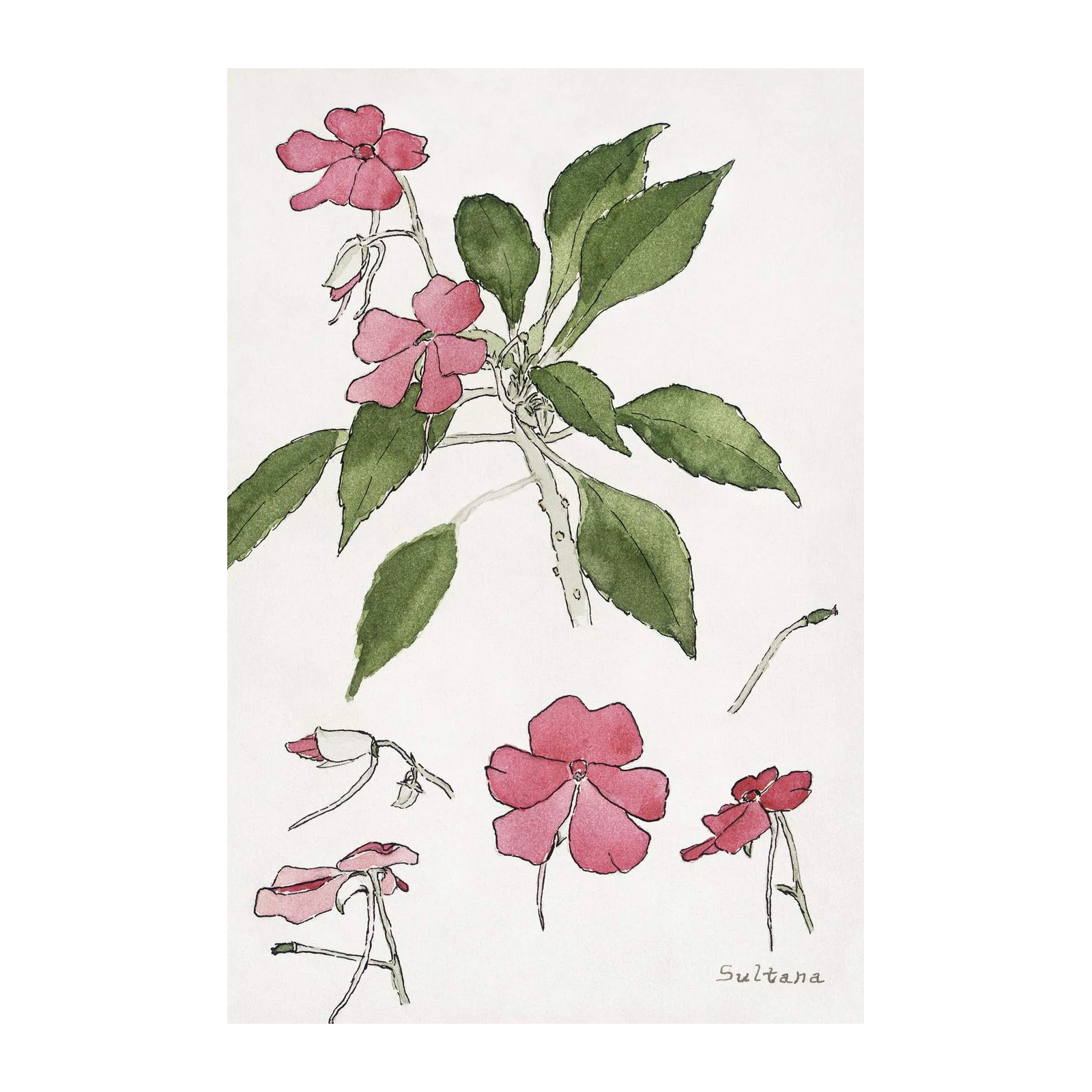 Botanical Sultana Blossom Watercolor Wall Art