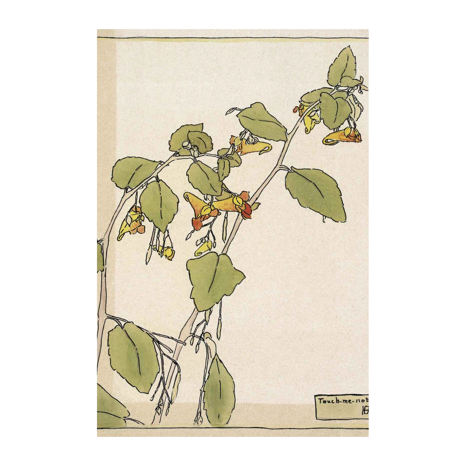 Botanical Impatiens 'Touch-me-not' Wall Art