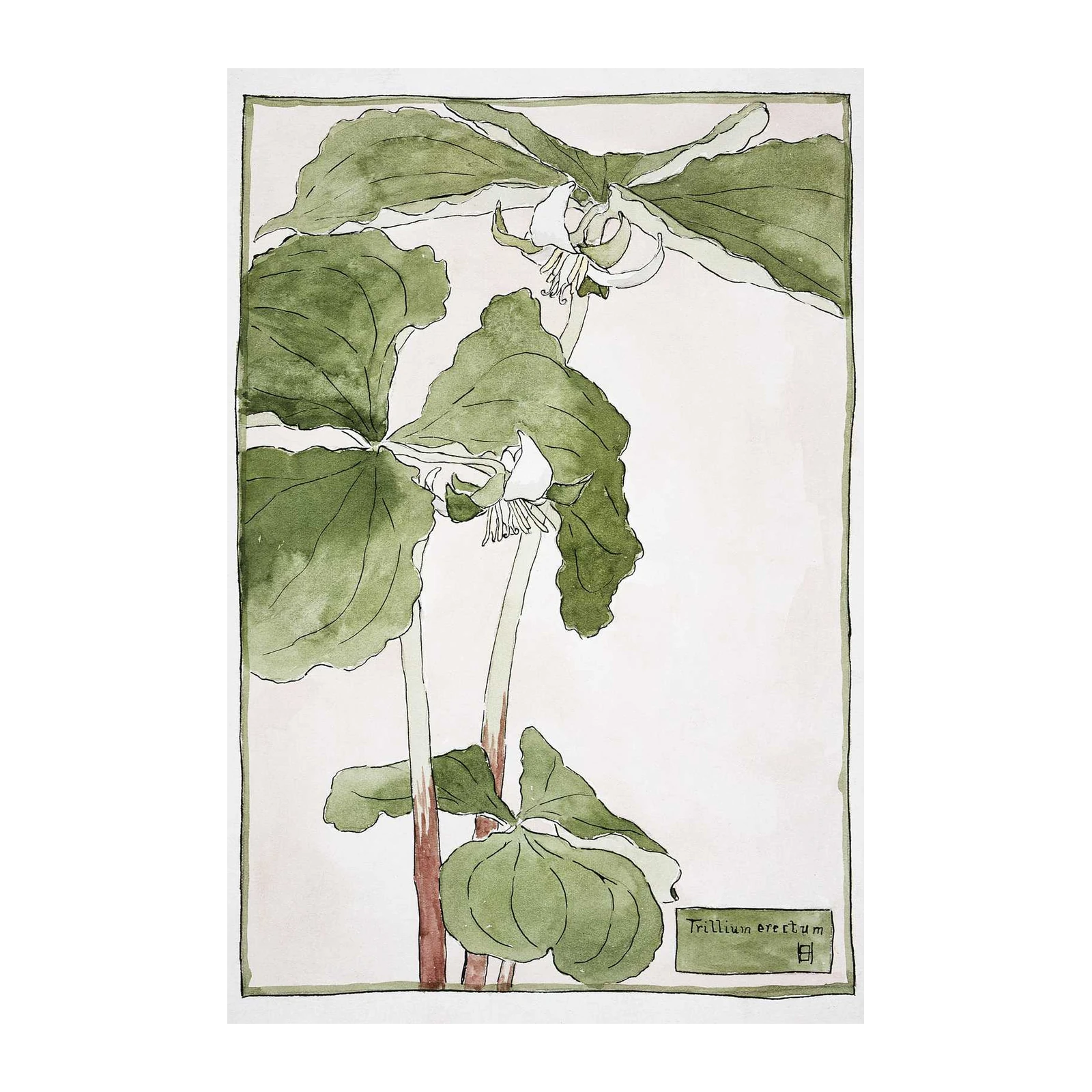 Elegant Trillium Botanical Art Wall Art