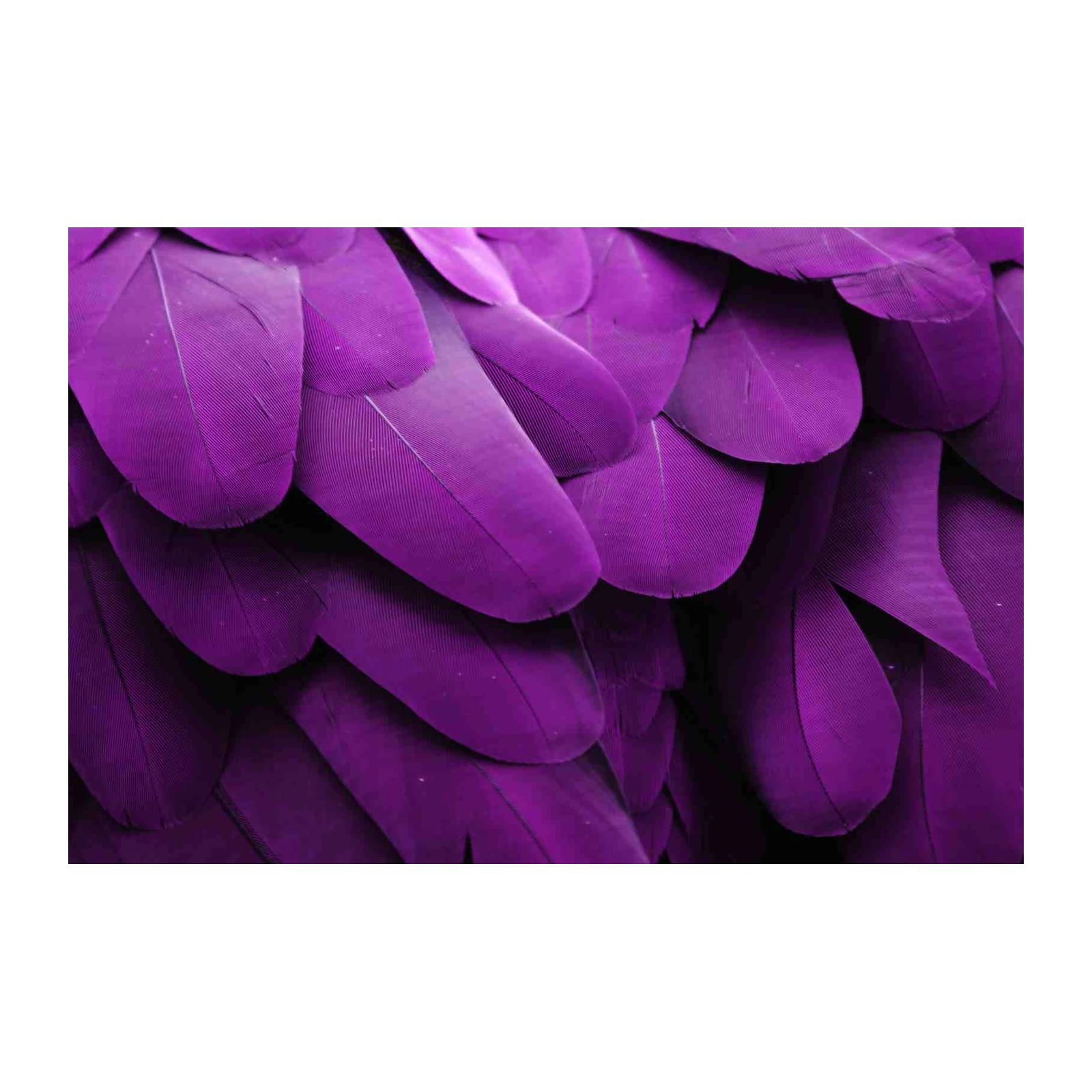 Vibrant Purple Feather Abstract Wall Art