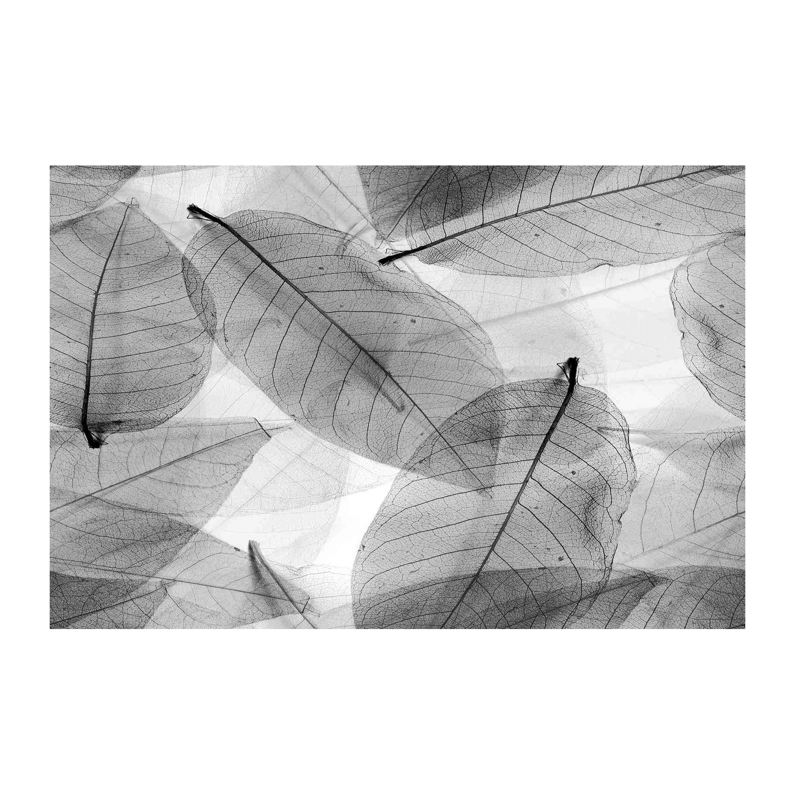 Monochromatic Skeleton Leaves Wall Art