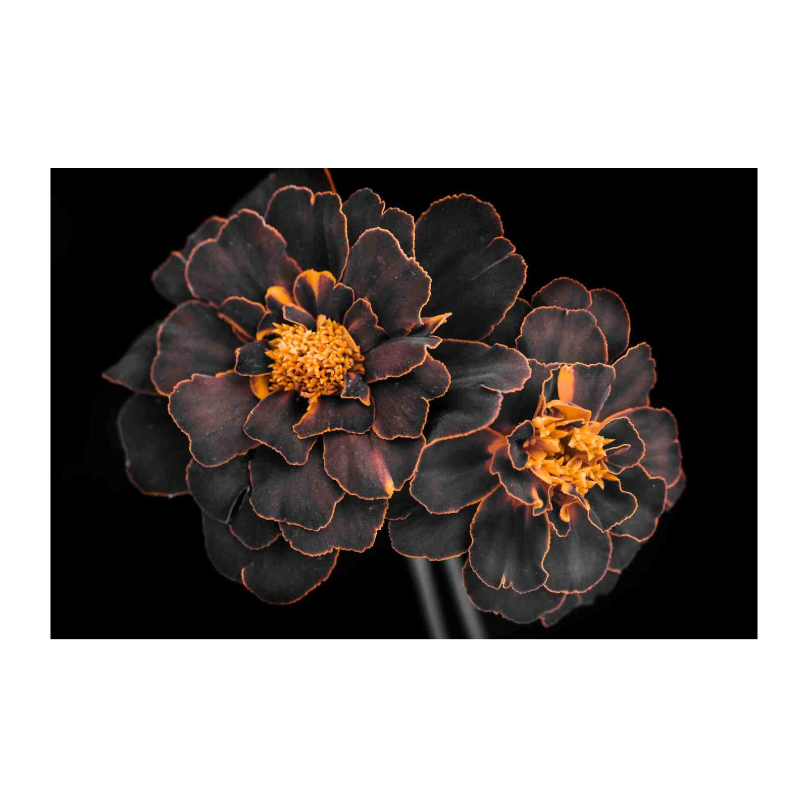 Dark Marigold Floral Wall Art